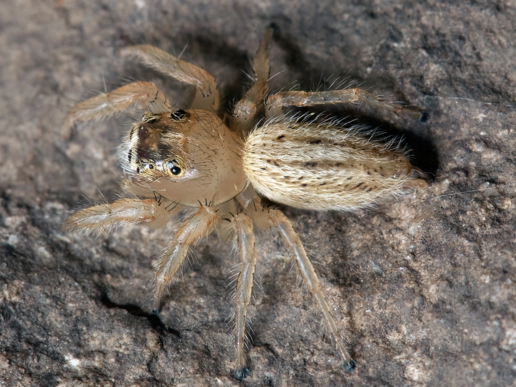 Thiodina puerpera female 02