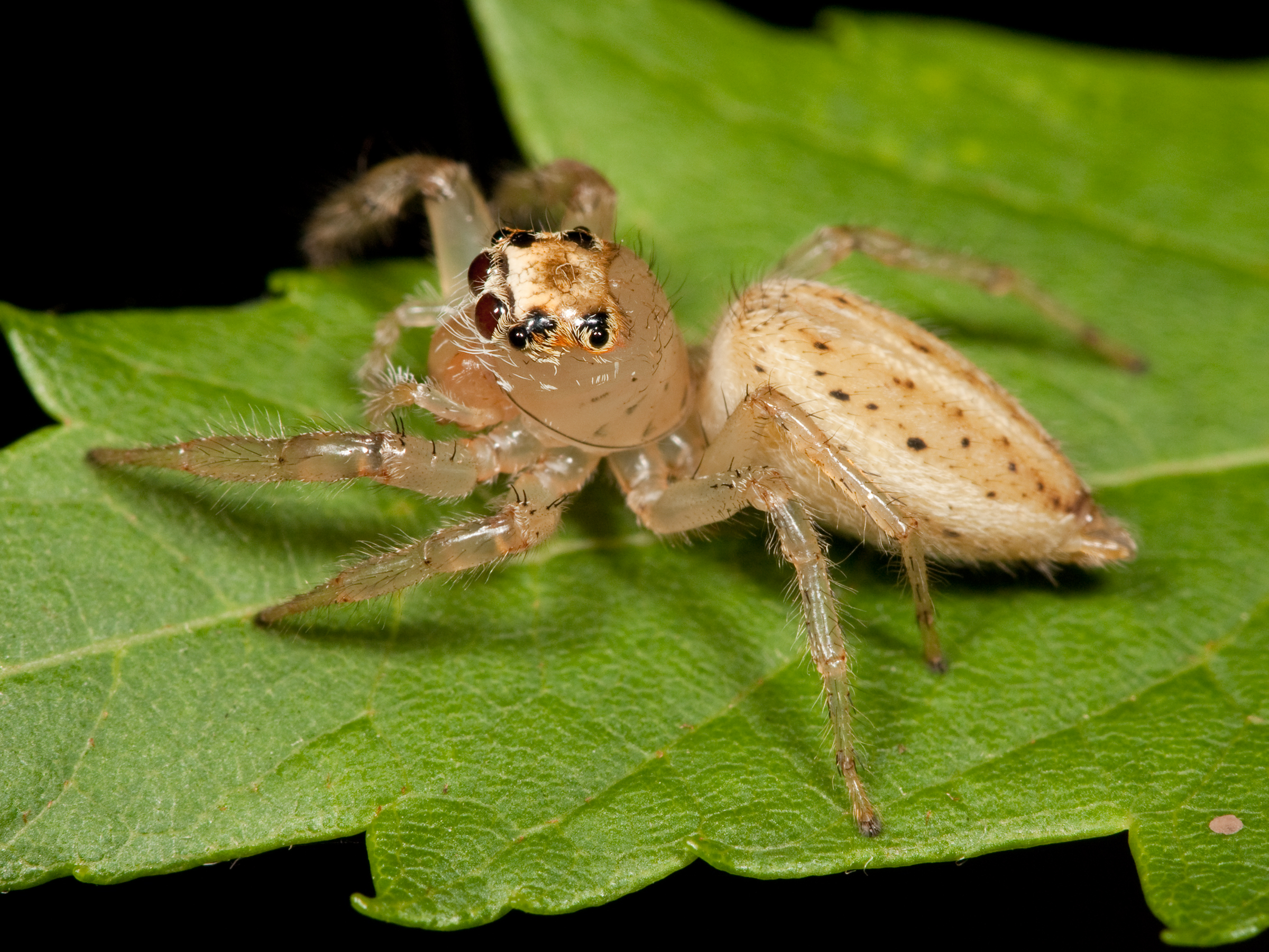 Thiodina sylvana female 03