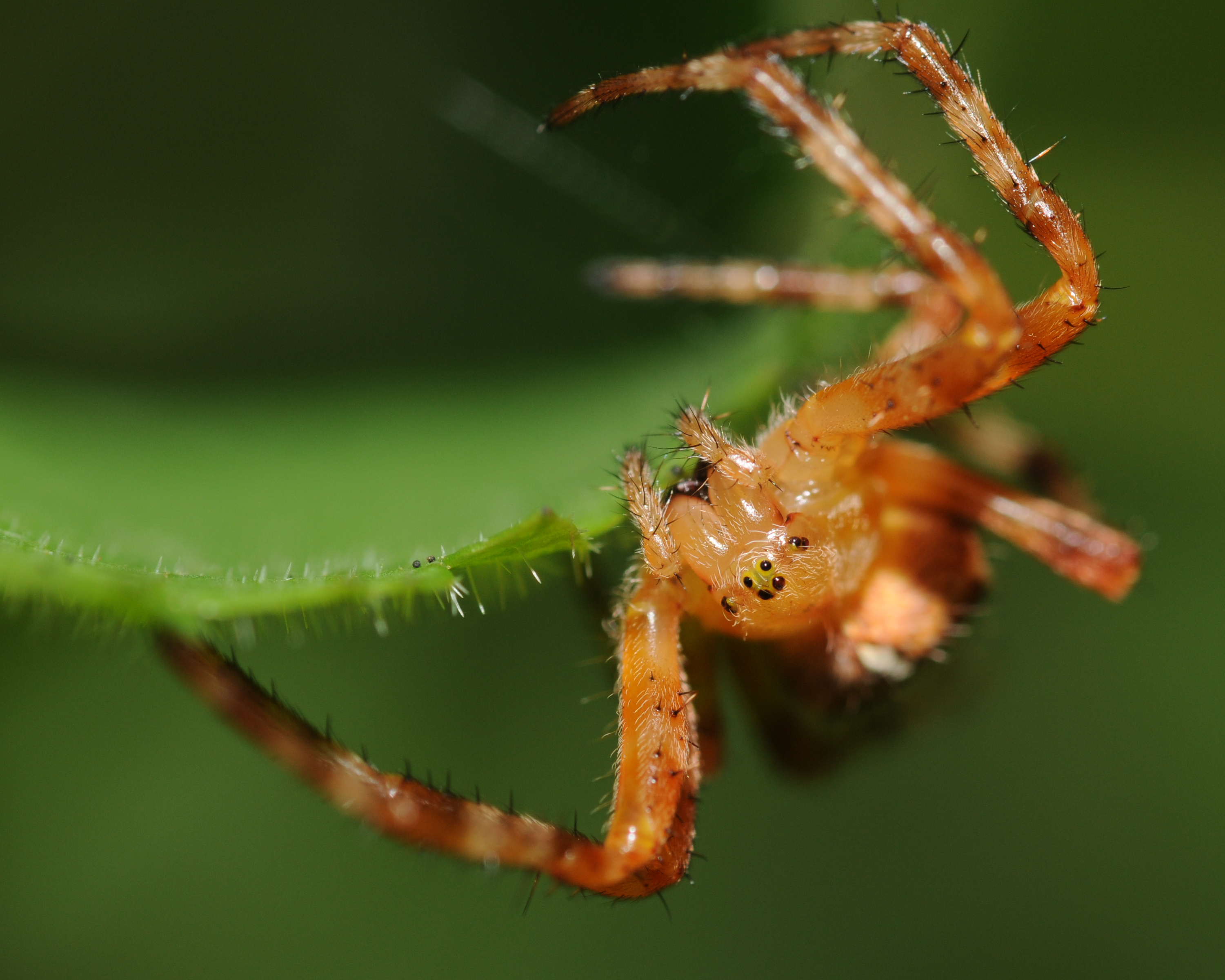 Thomas Bresson - Araneus diadematus (by)