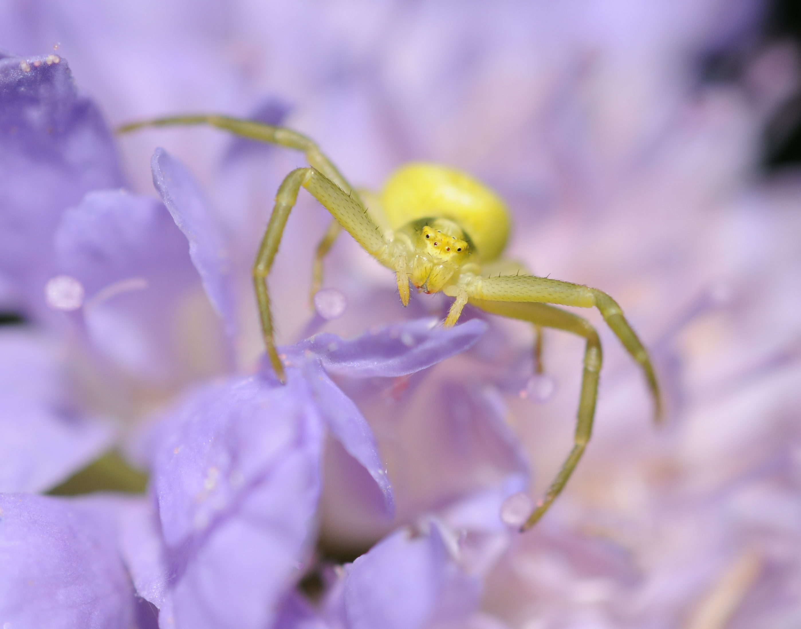Thomisidae sp (11)