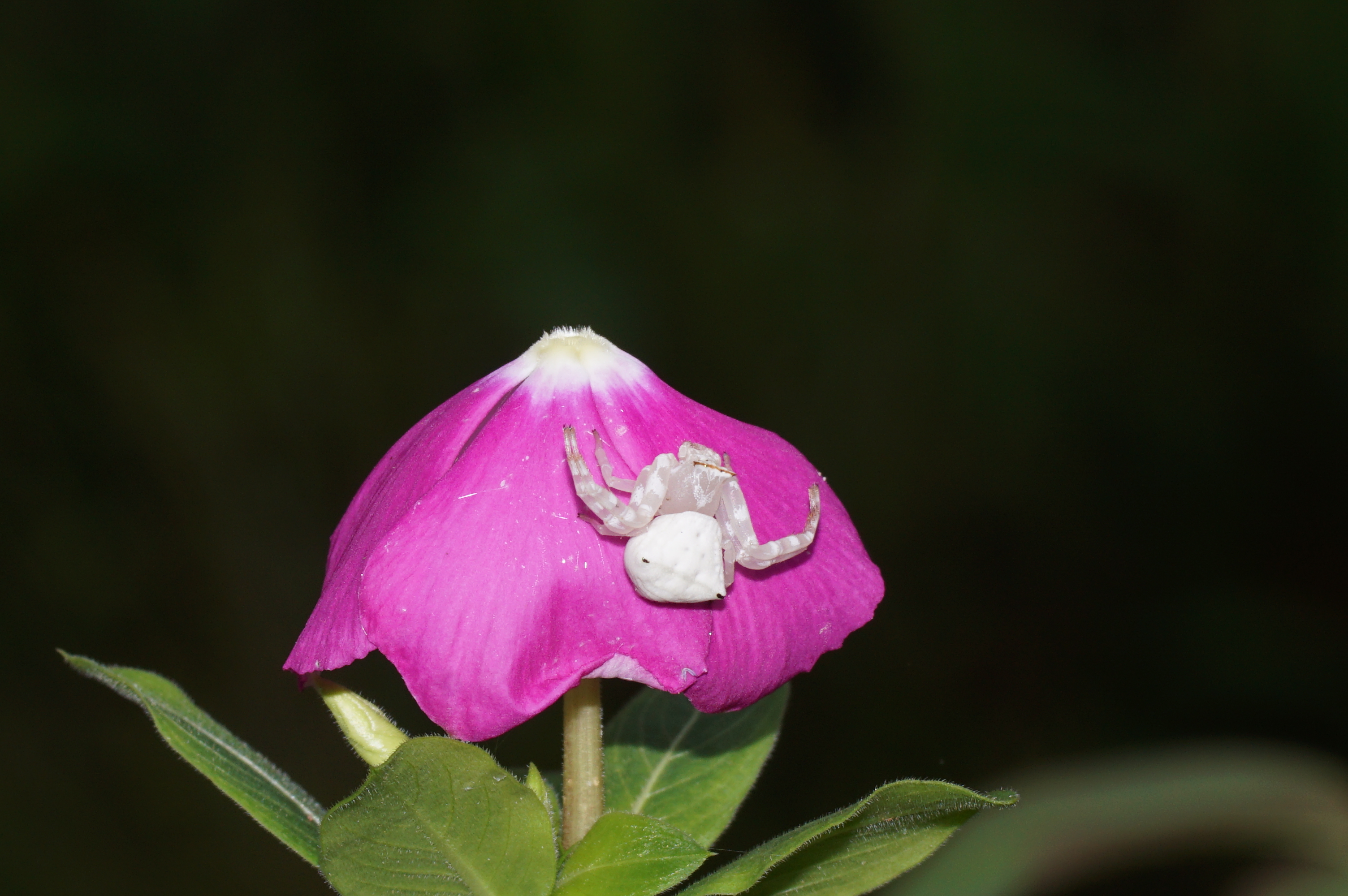 Thomisus lobosus 02150