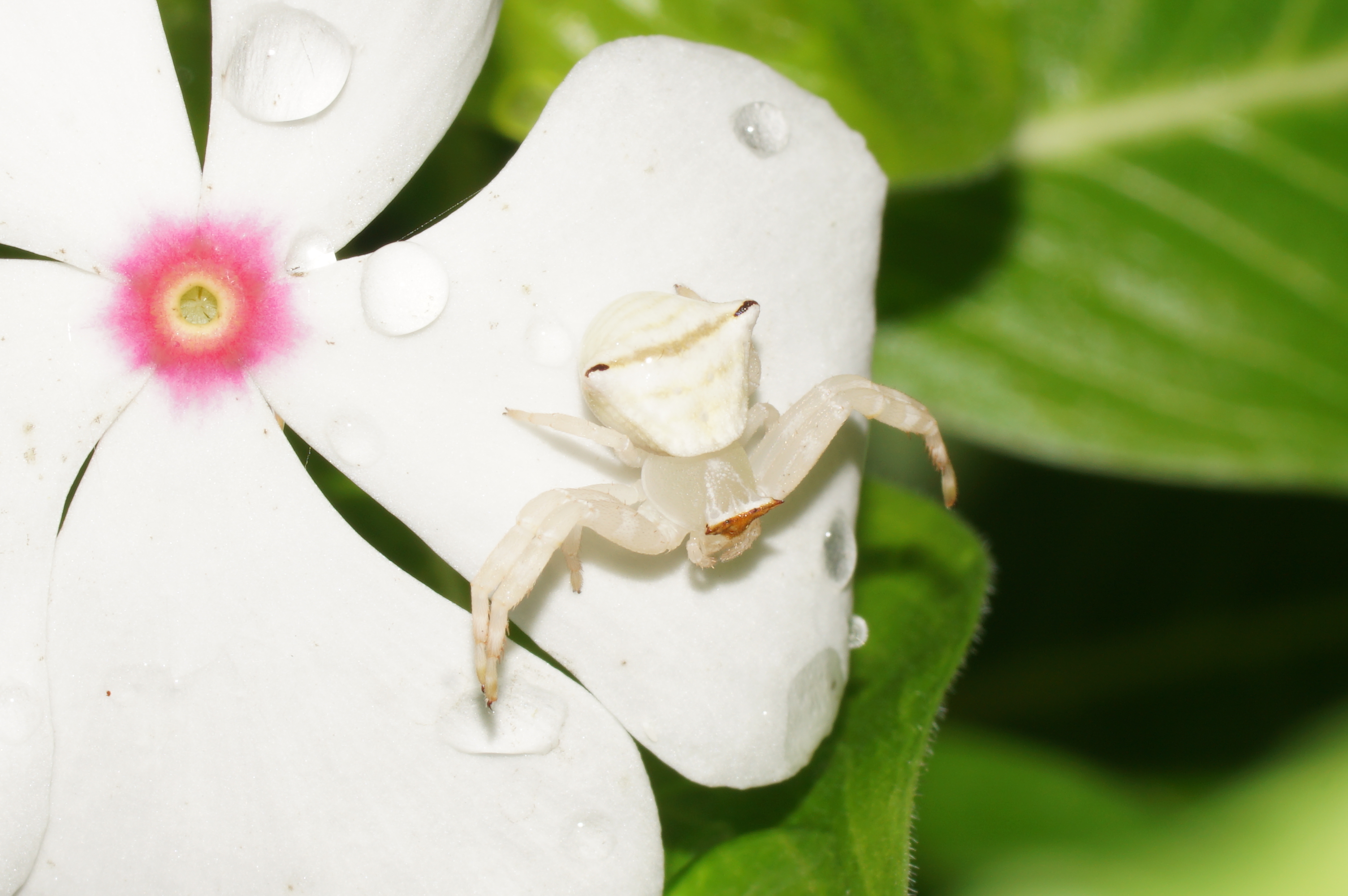 Thomisus lobosus 08501