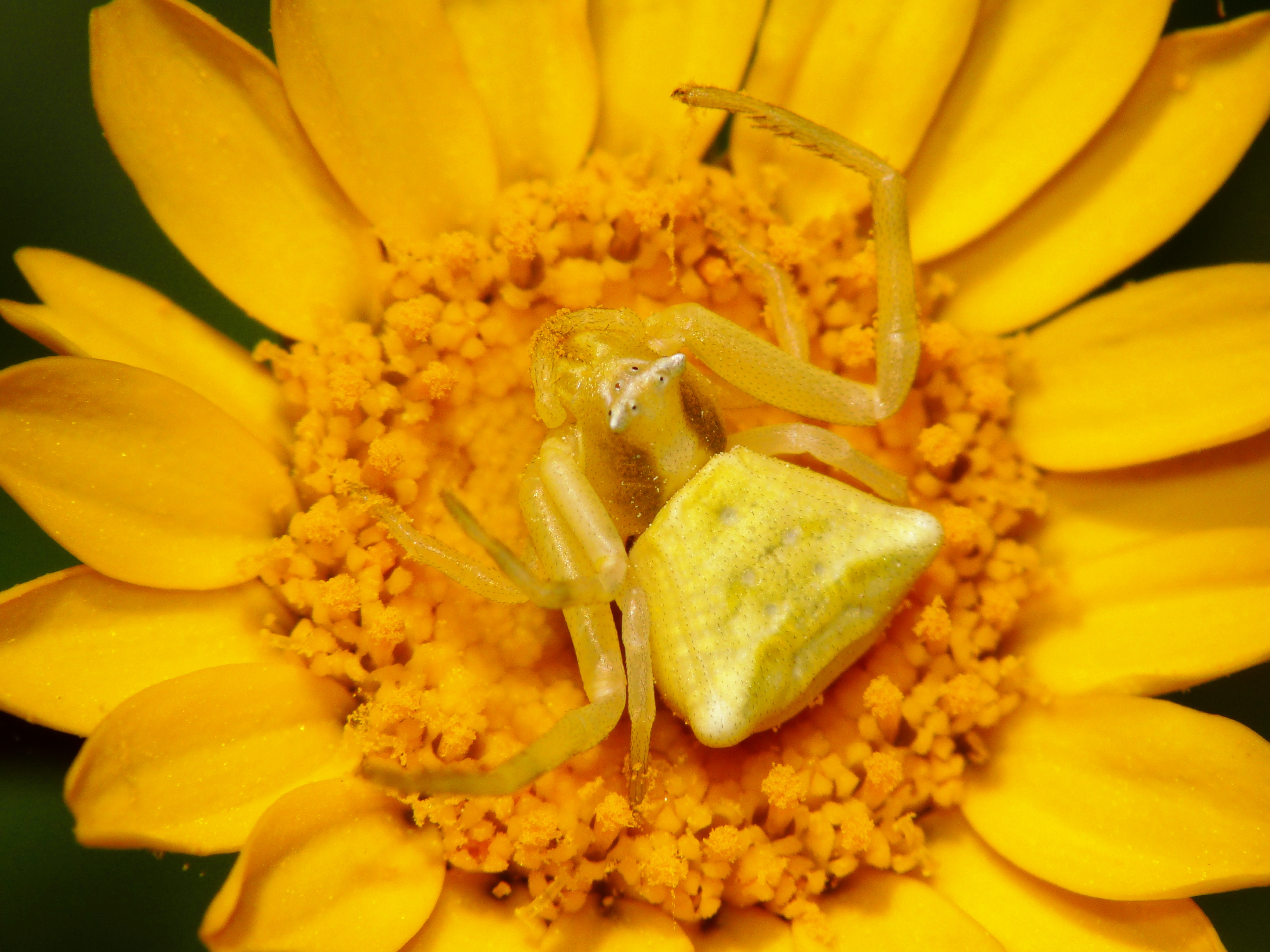Thomisus onustus, female, Livorrno