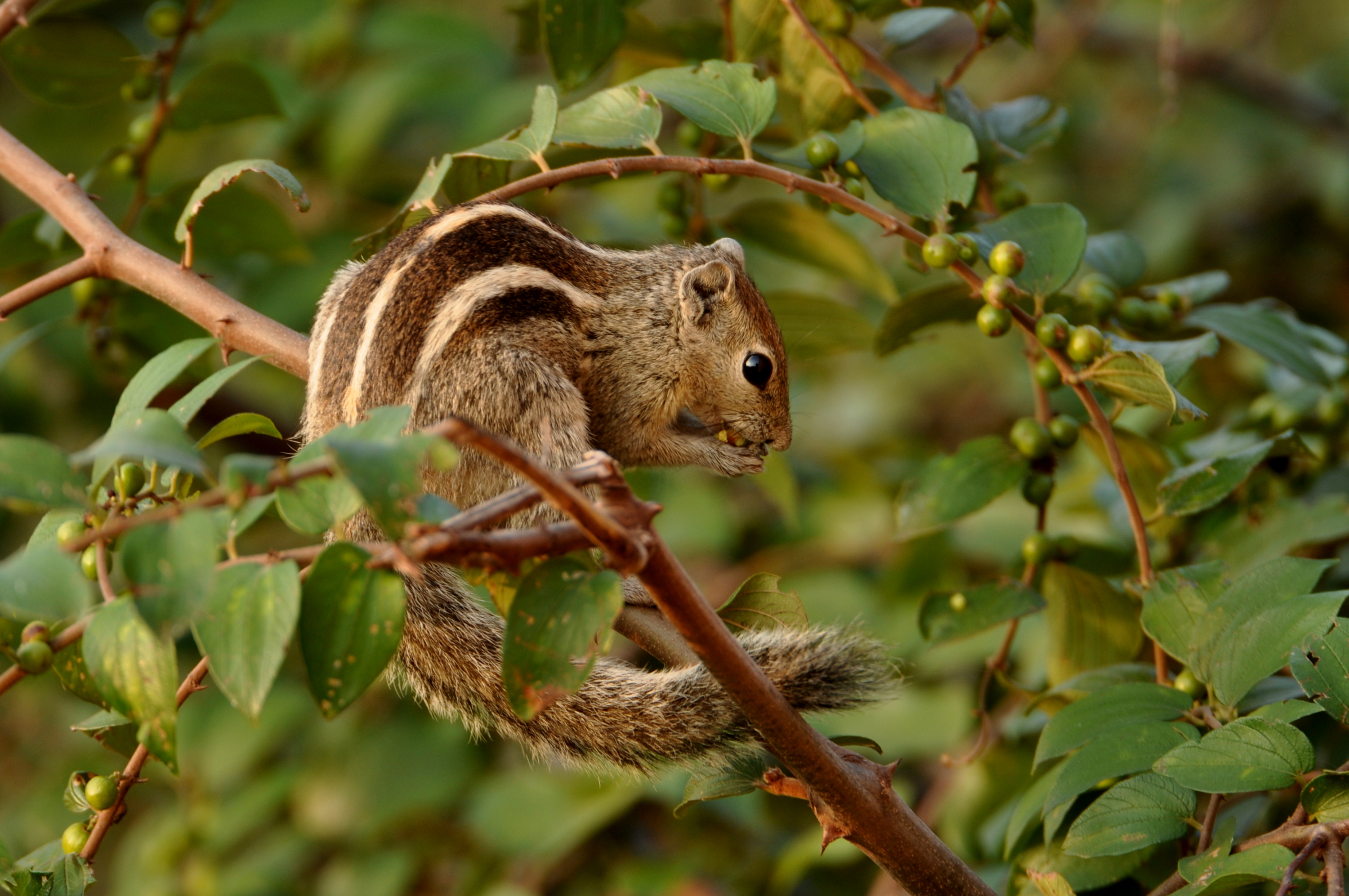 Three-stripedPalmSquirrel TRShankarRaman Daroji