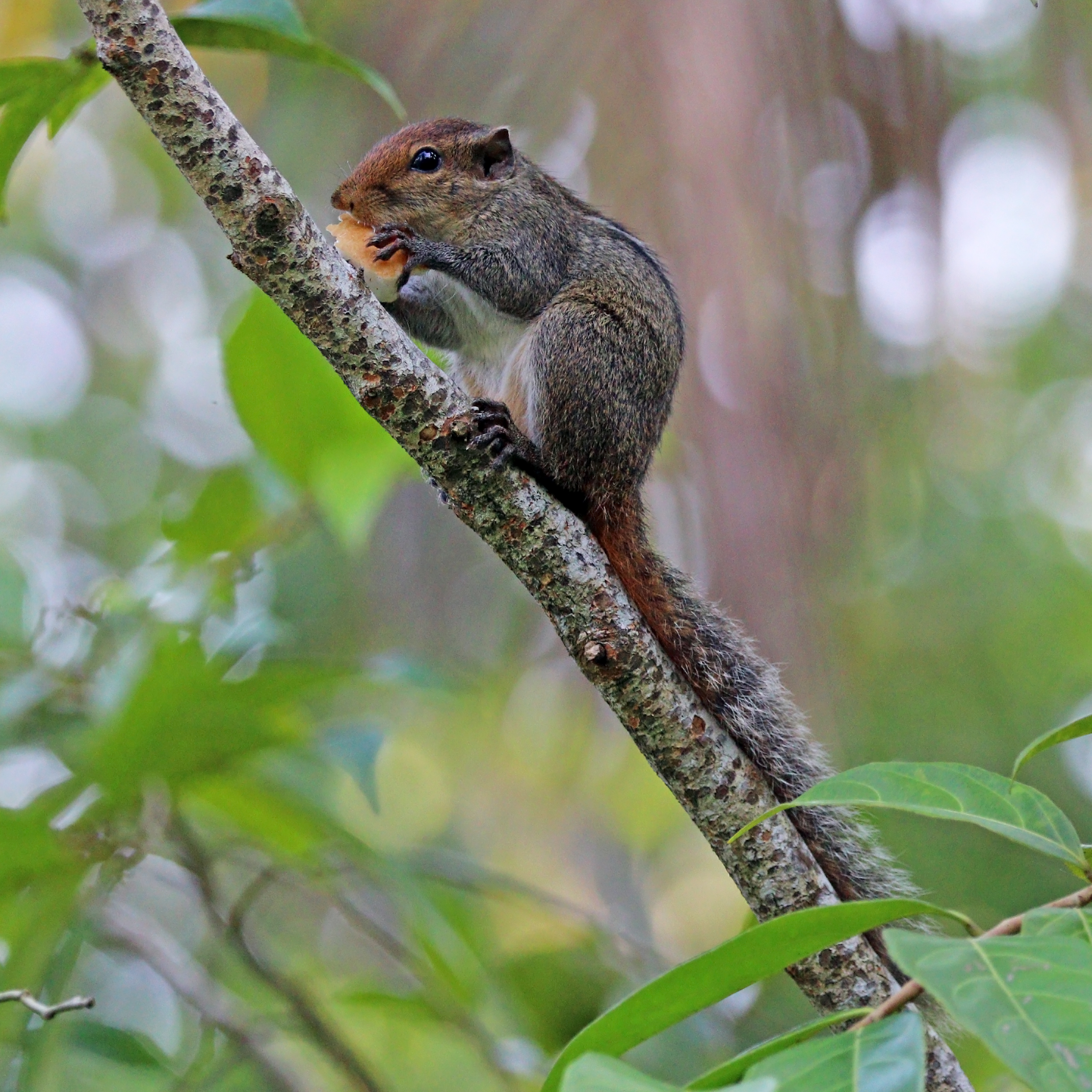 Three-striped palm squirrel (Funambulus palmarum)