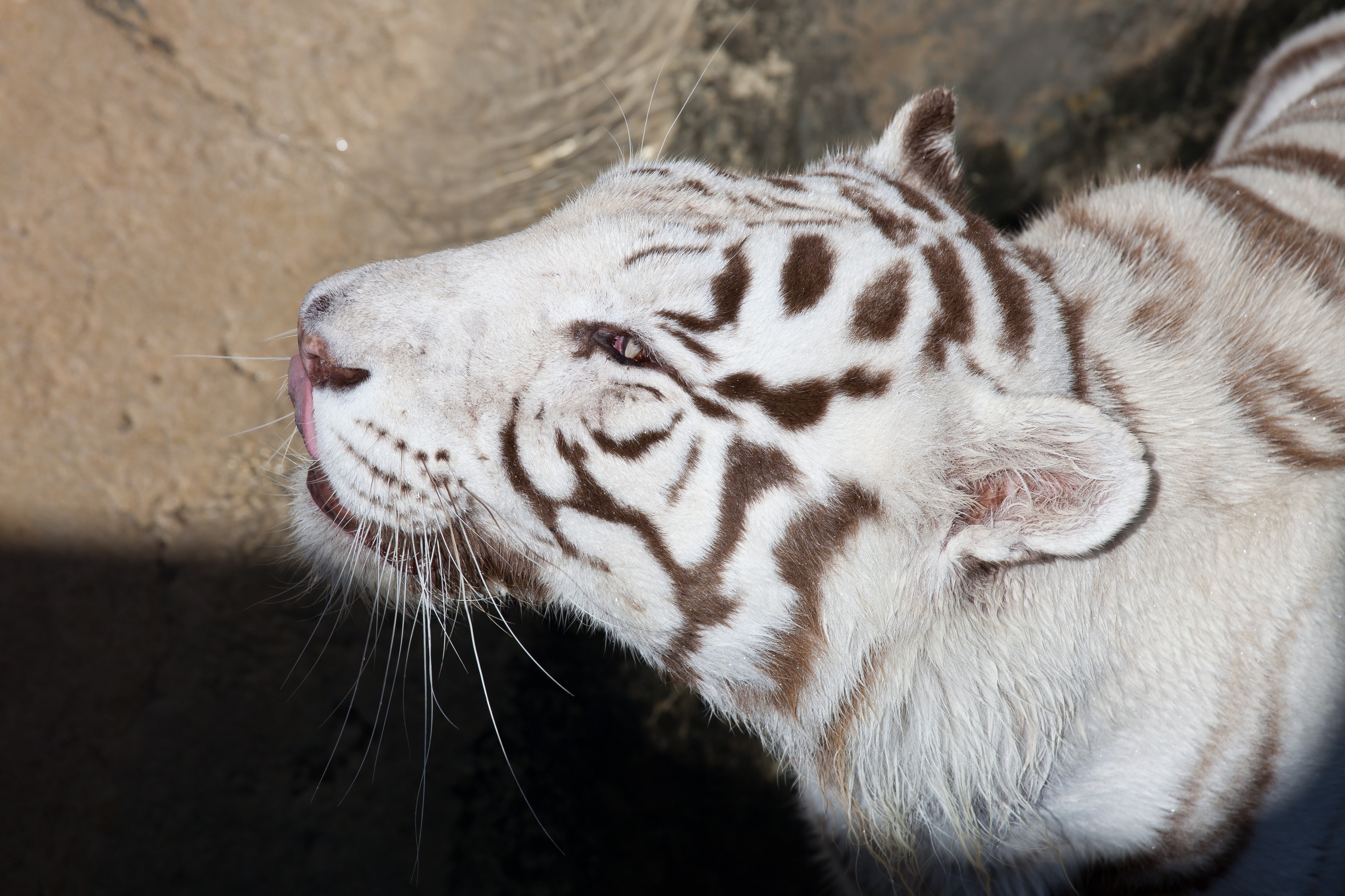 08-2011. Panthera tigris tigris - Texas Park - Lanzarote -TP04