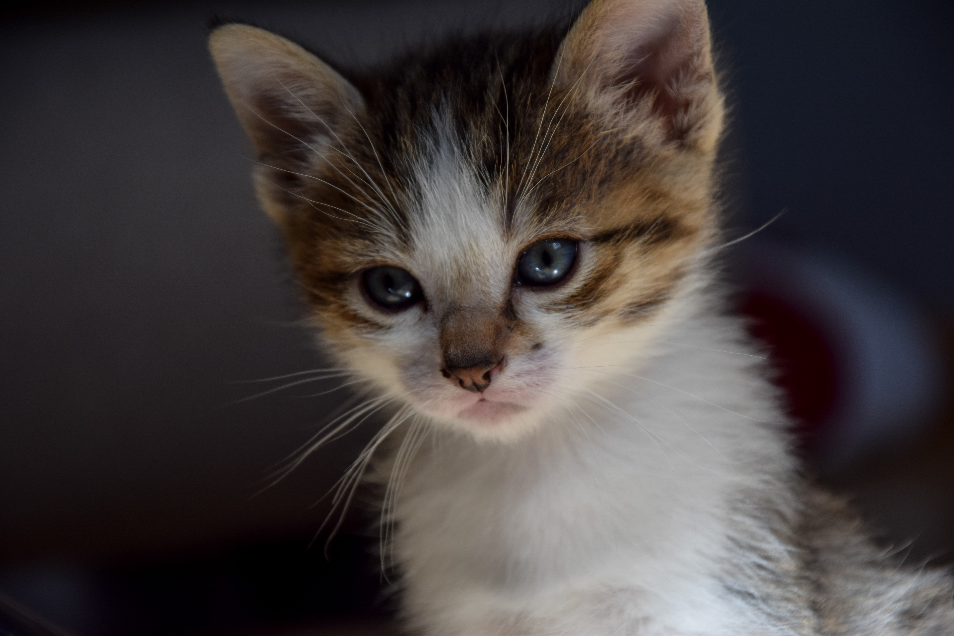 1-month-old kitten 40