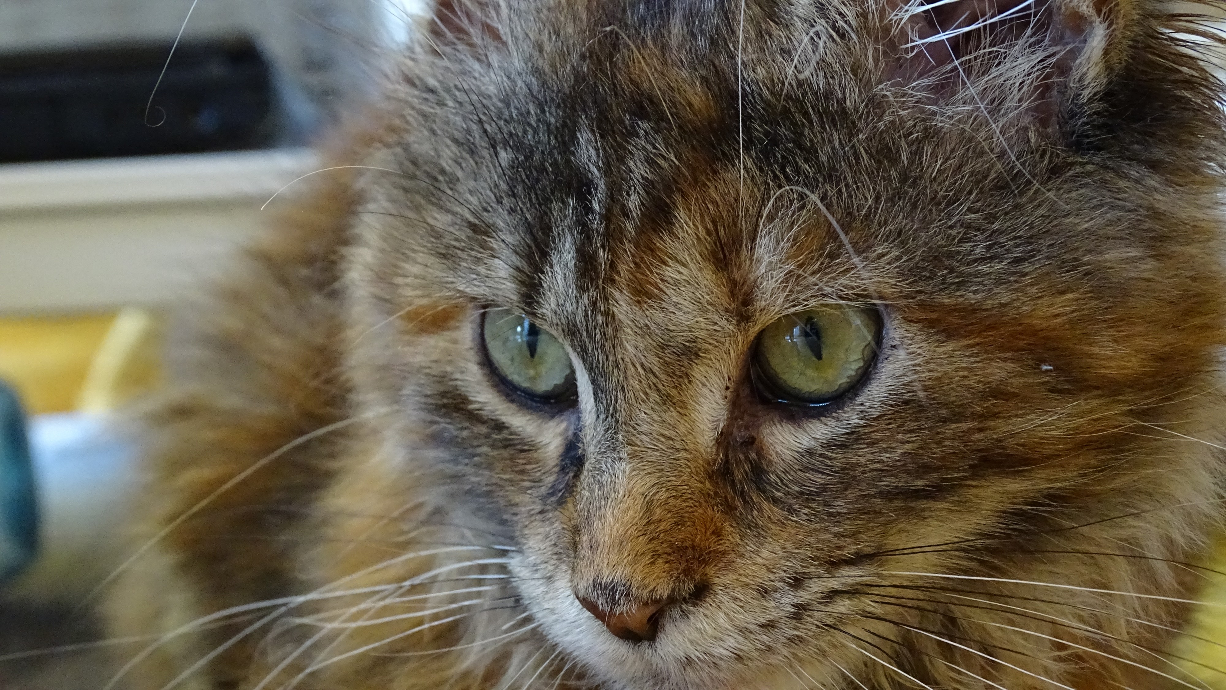 20141228 Maine Coon Kitten
