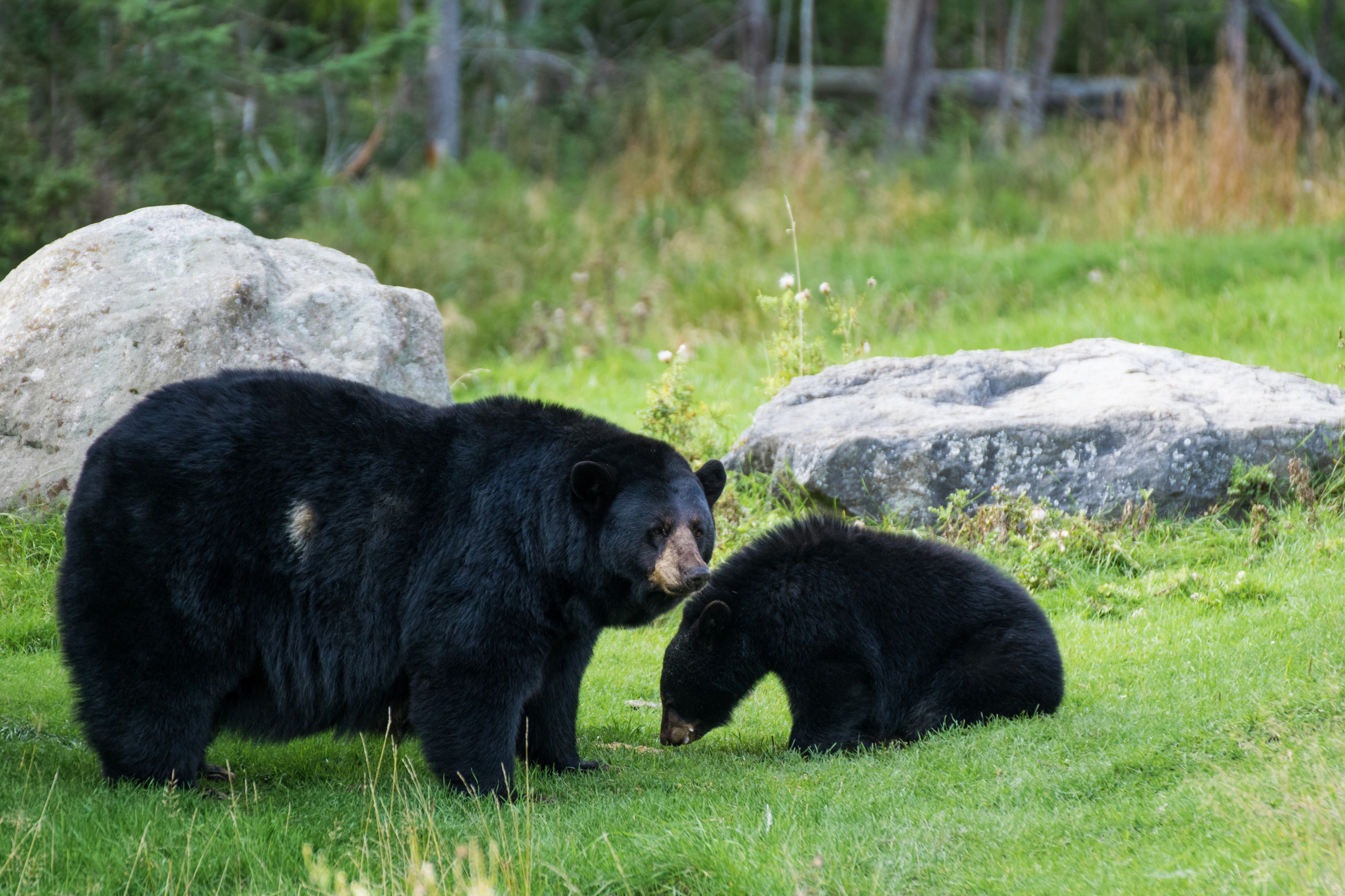 2016-09 zoo sauvage de Saint-Félicien - Ursus americanus 09