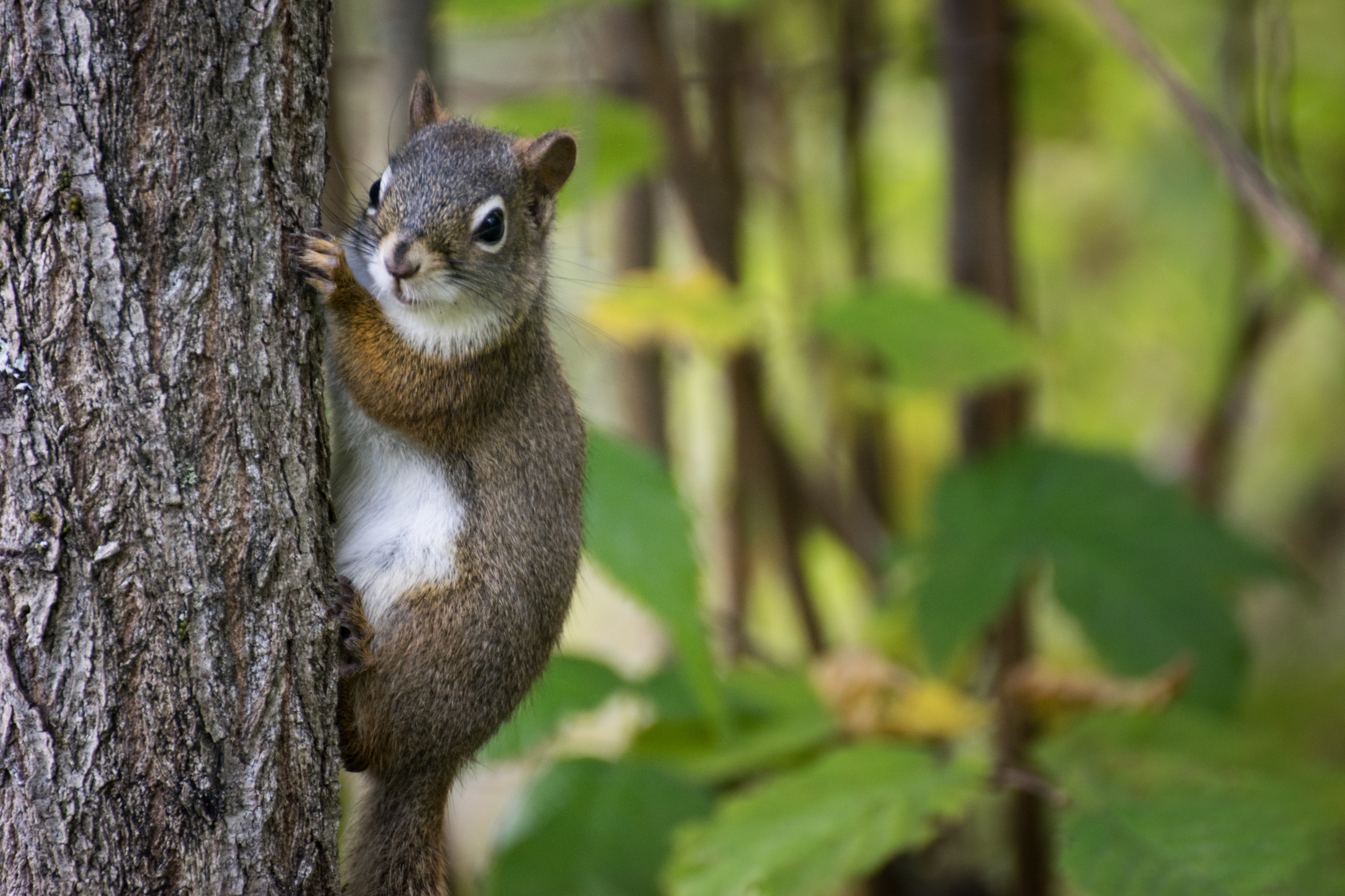 2016-09 Sentier des Moulins Saguenay - sciurus 57