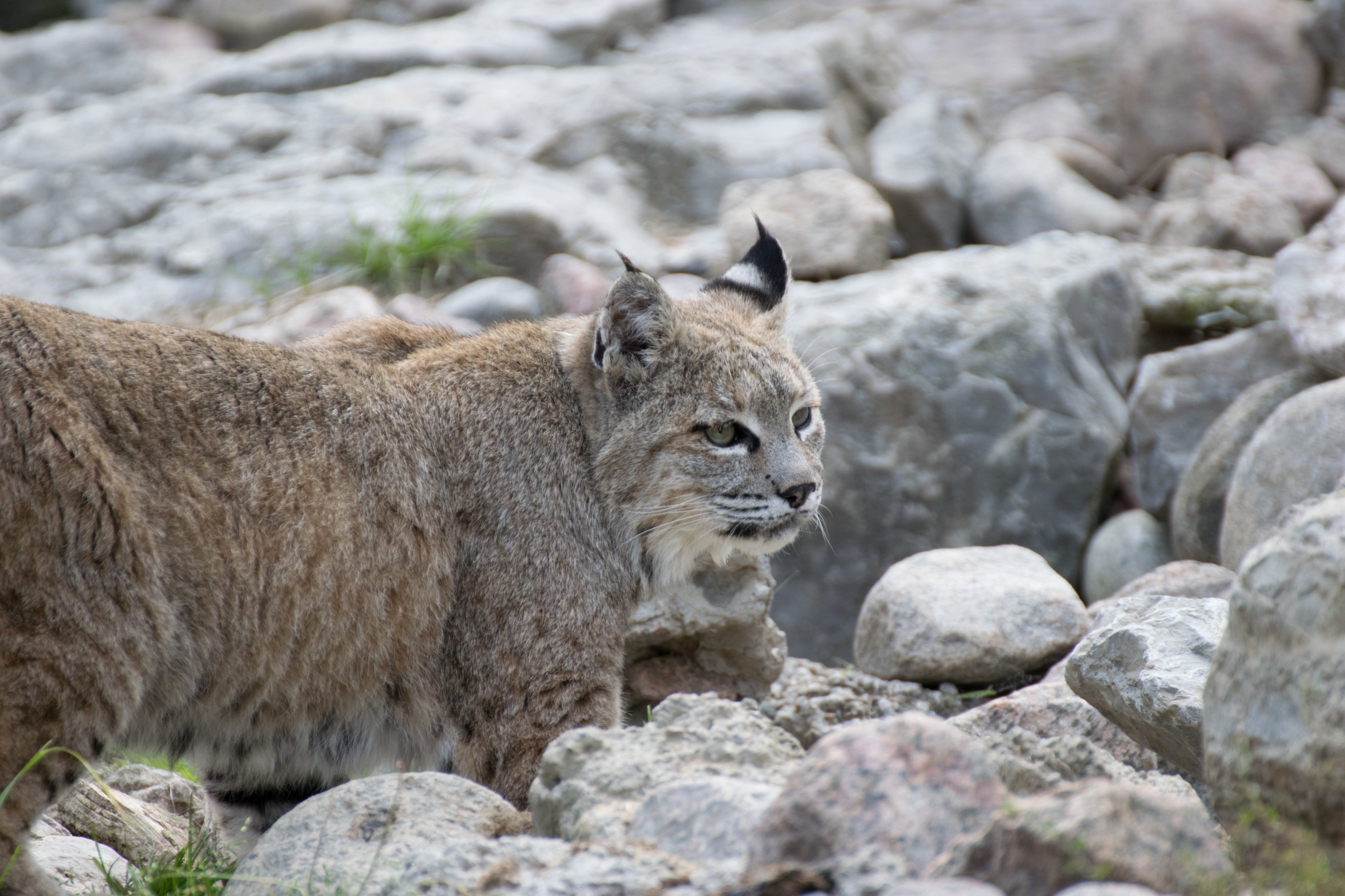 2016-09 zoo sauvage de Saint-Félicien - Lynx rufus 07