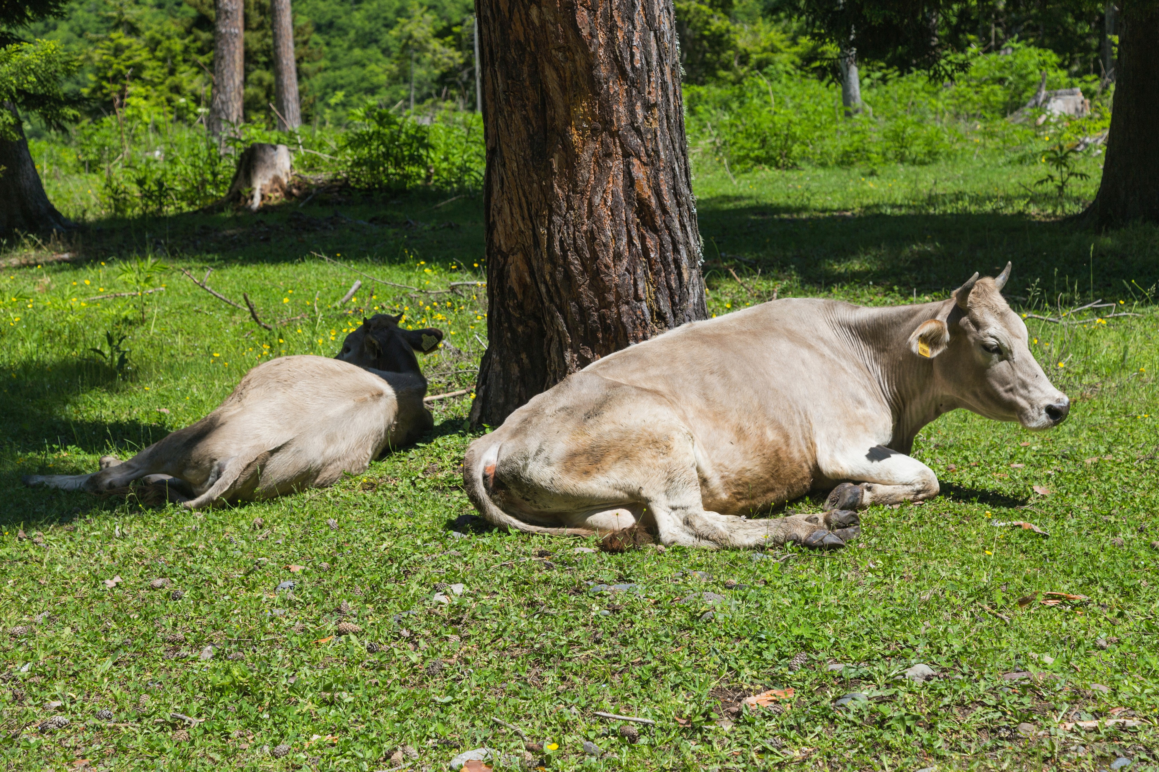 2016 Bordżomi, Byki leżące na trawie