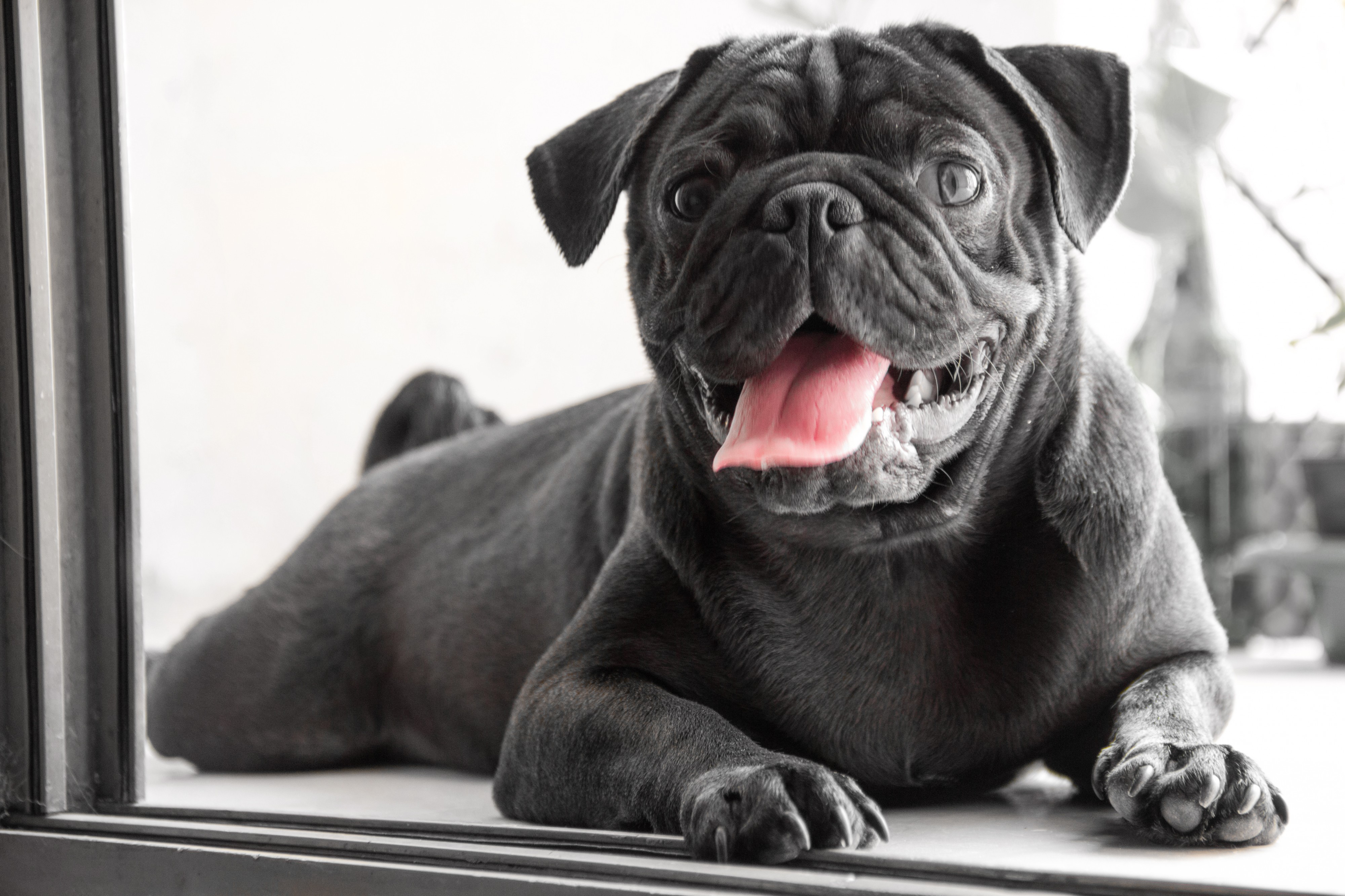 A Black Pug