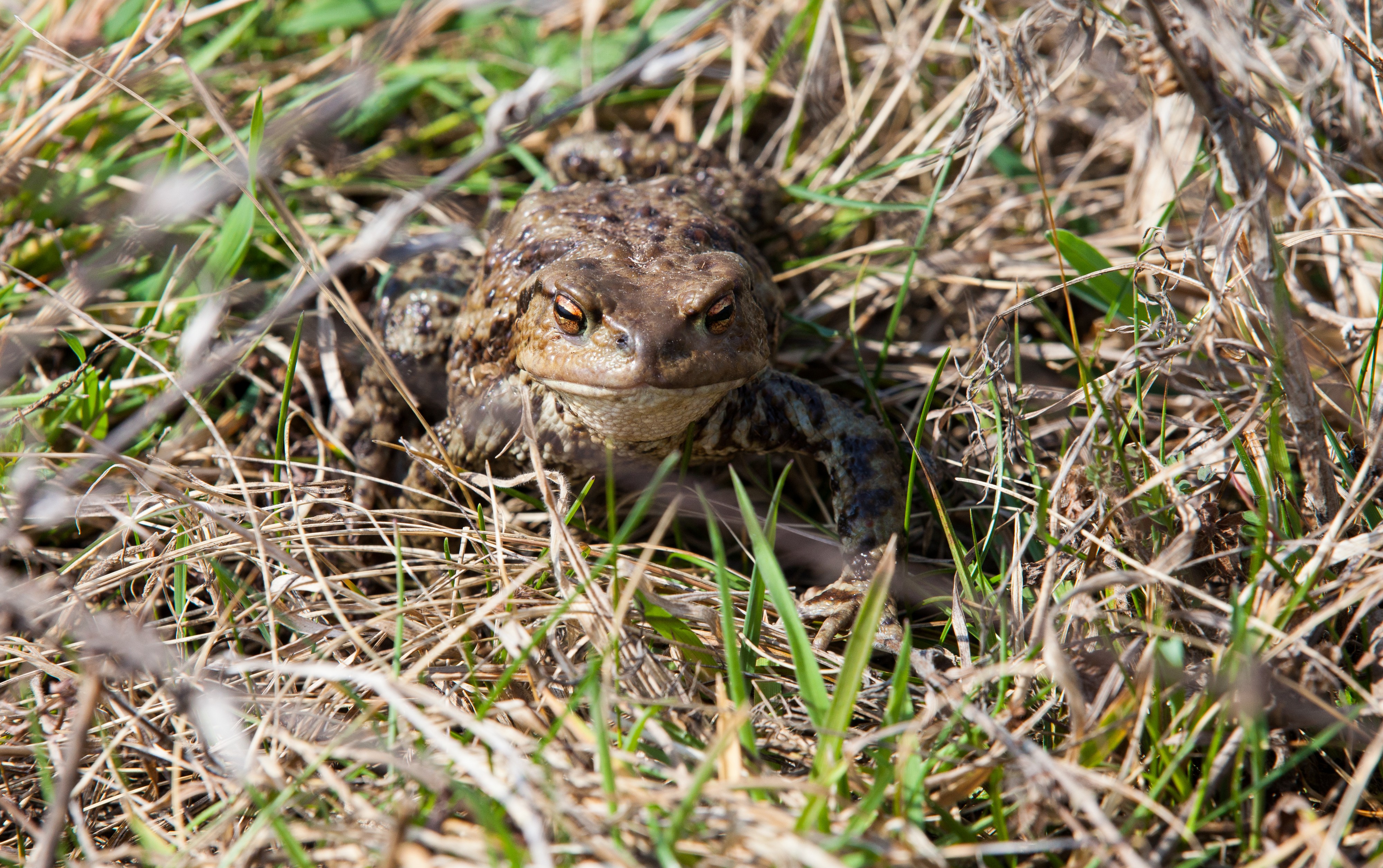 a frog in Lviv region of Ukraine in March 2014, picture 2/2
