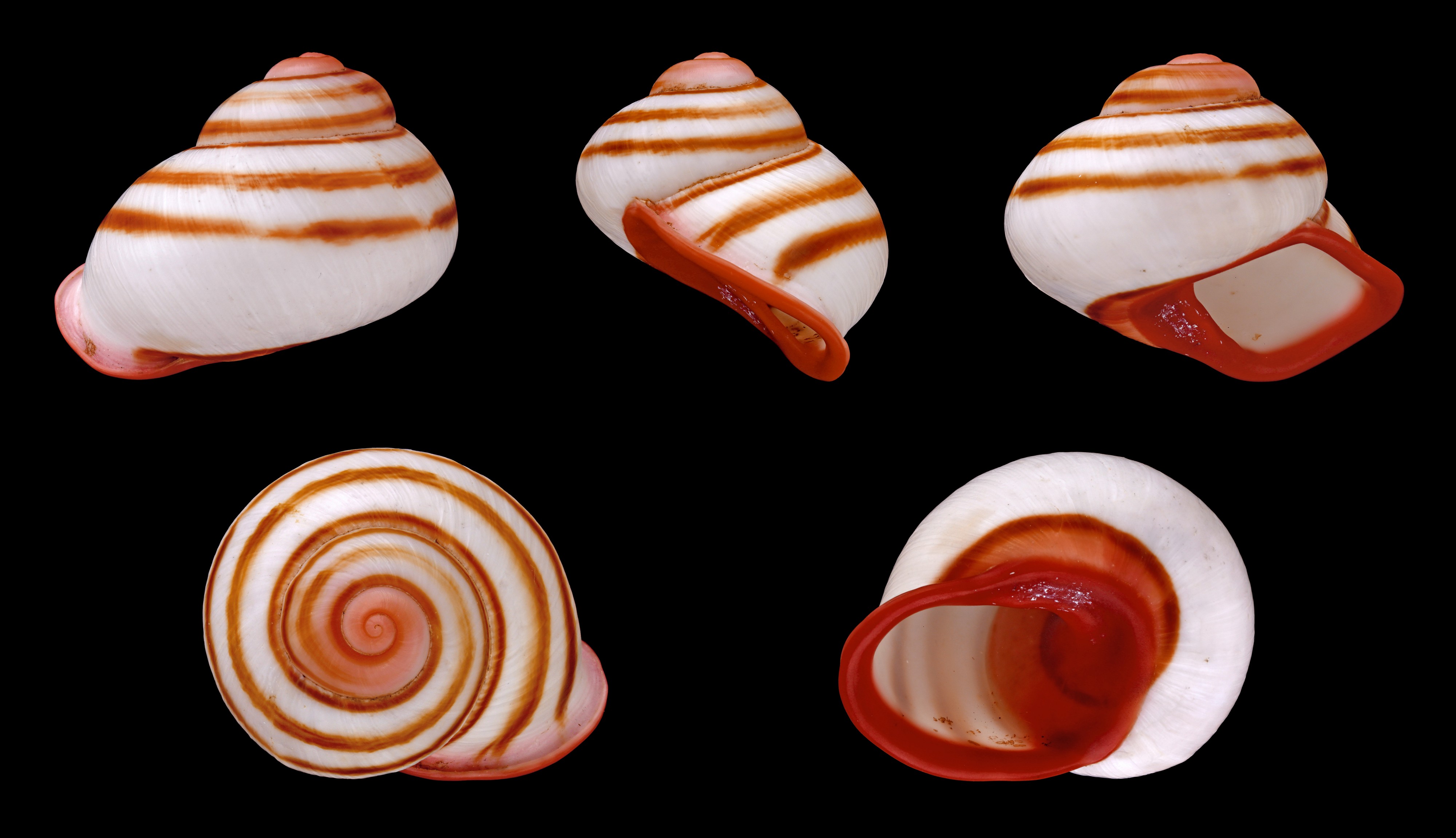Acavus haemastoma fastuosa 01