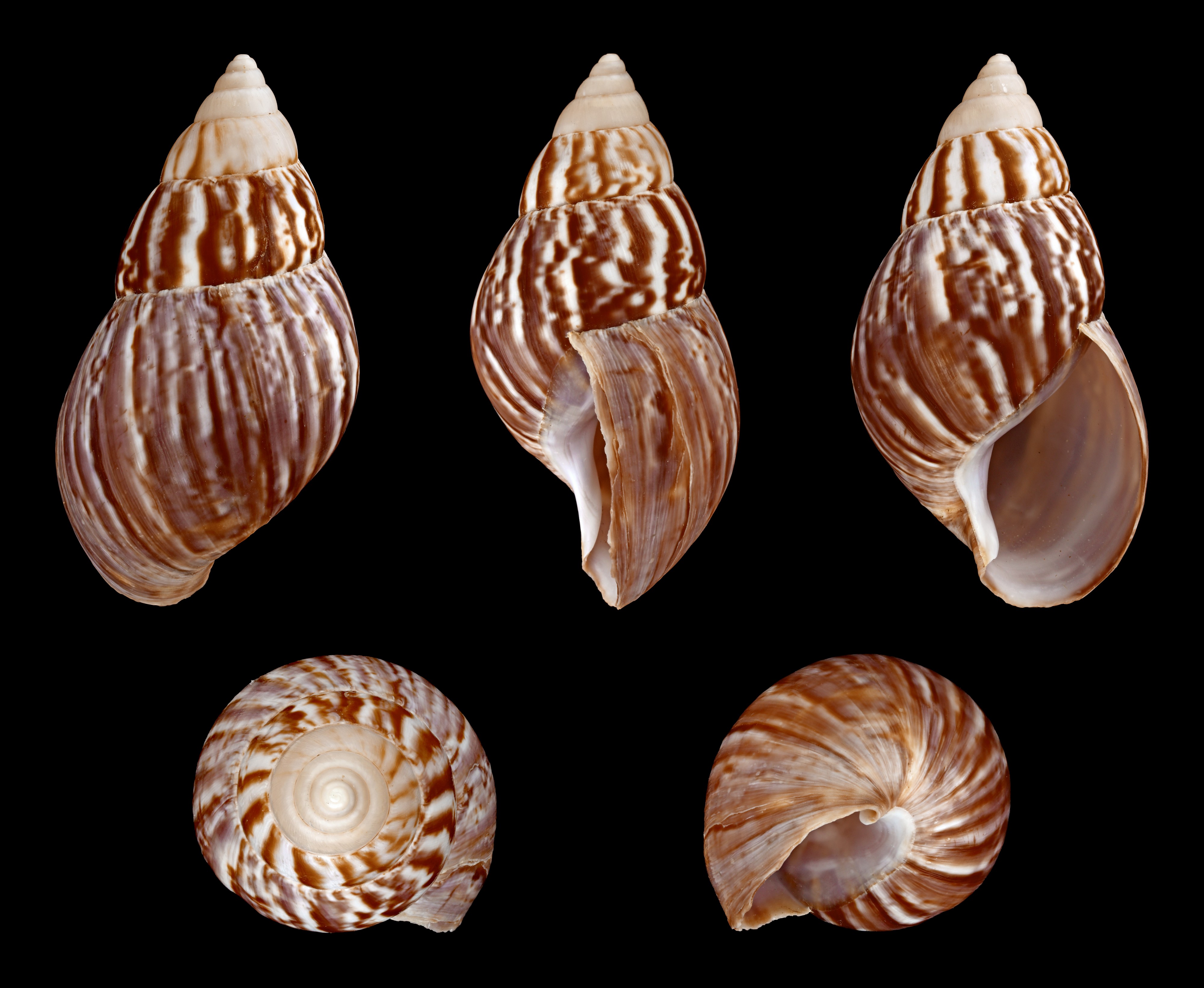 Achatina fulica 01