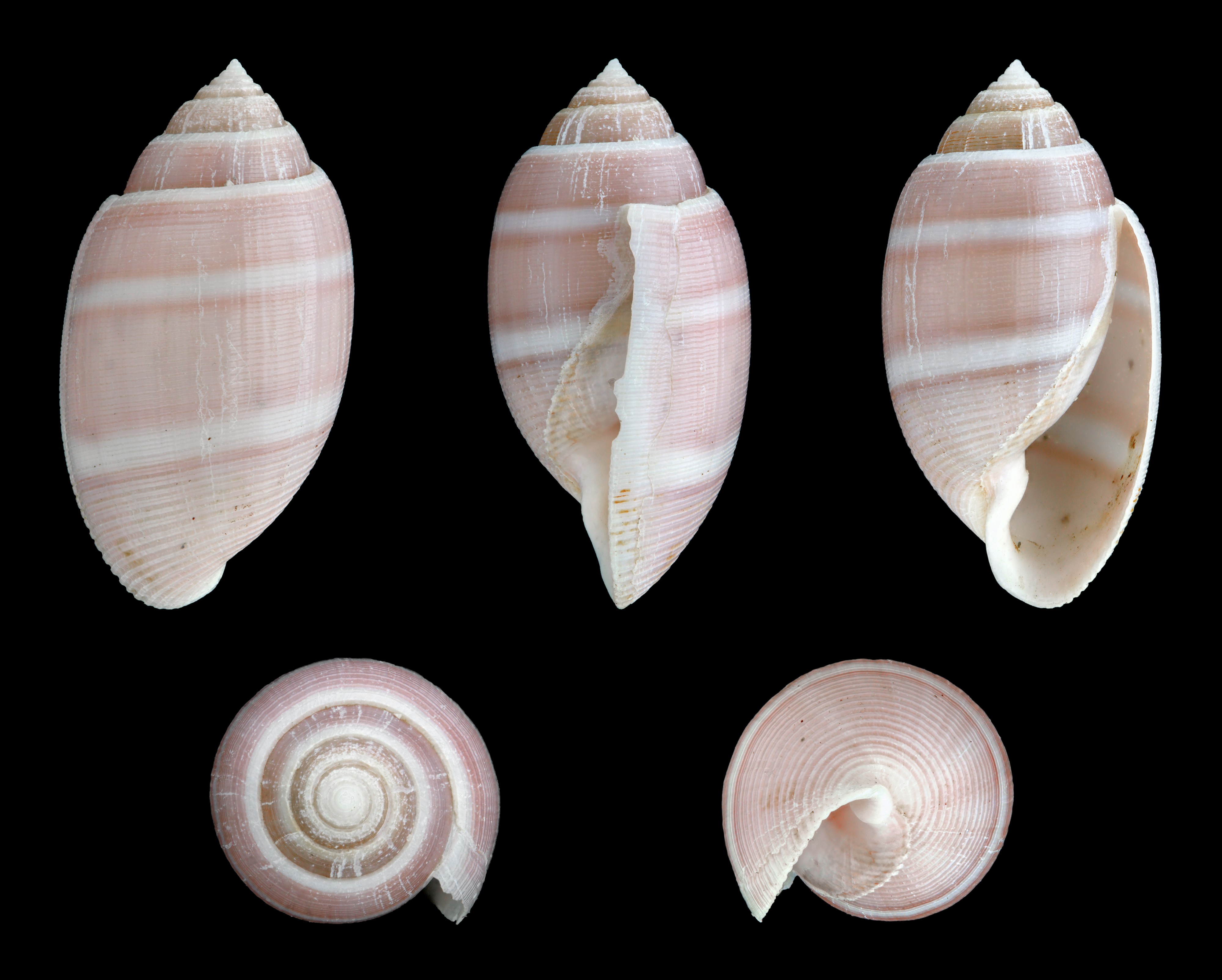 Acteon tornatilis 01