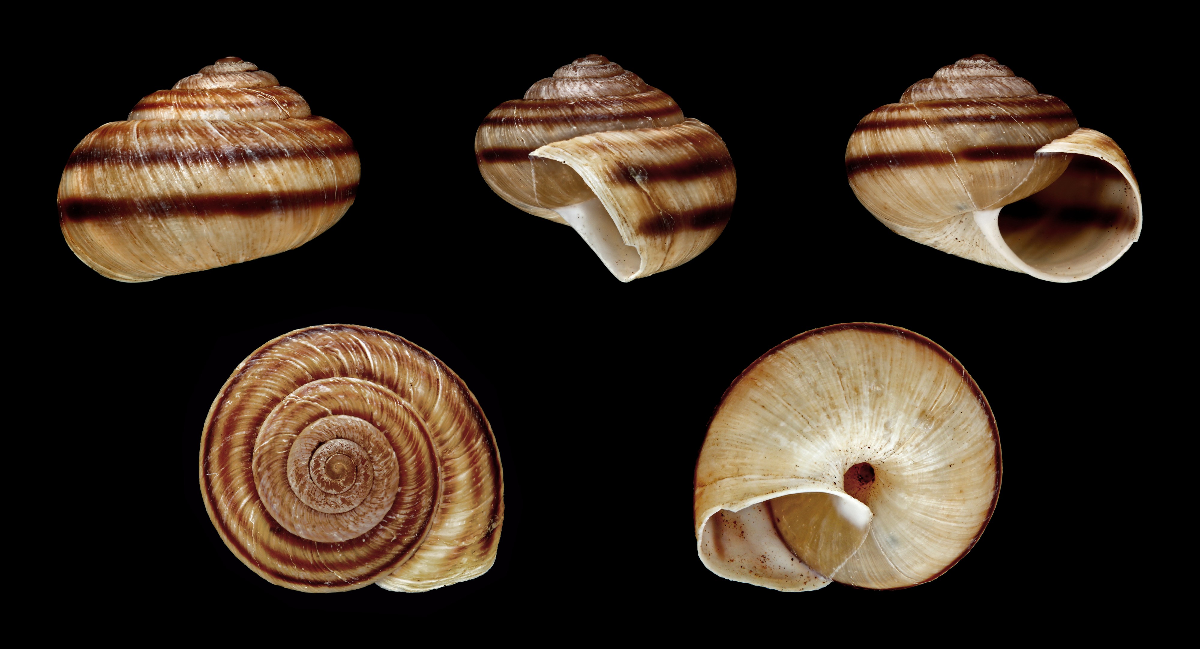 Actinella giramica 01