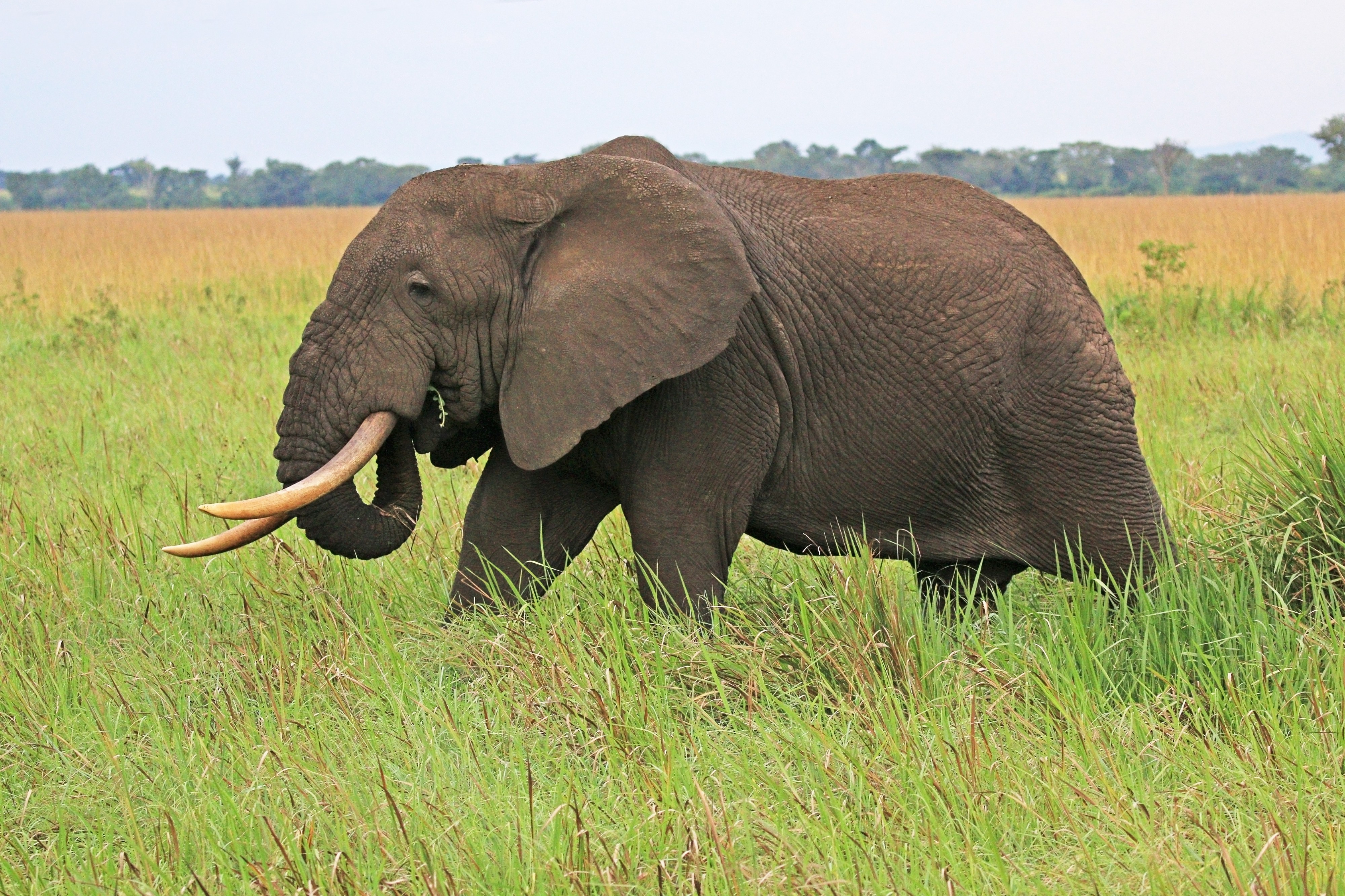 African elephant (Loxodonta africana)