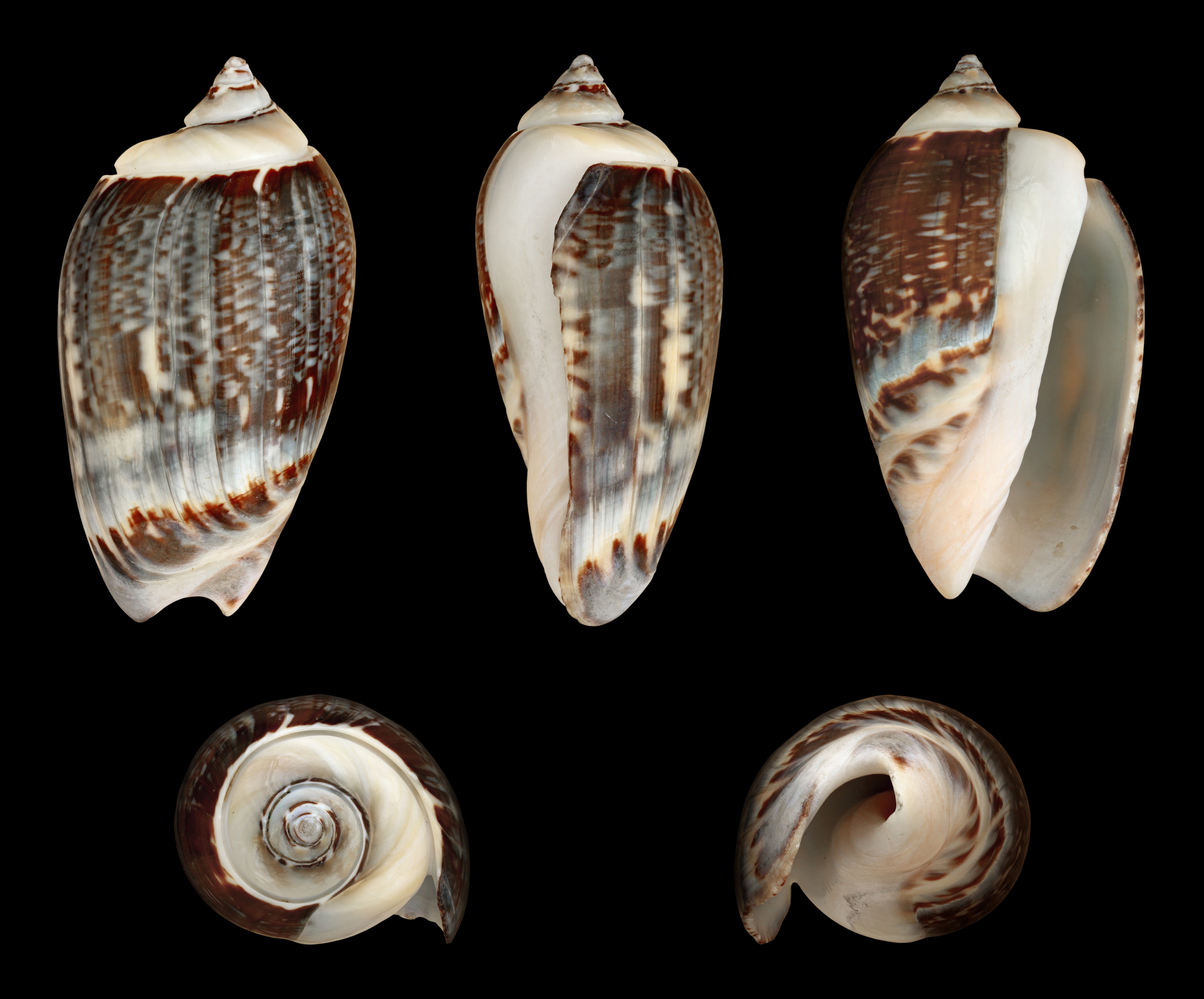 Agaronia gibbosa 01