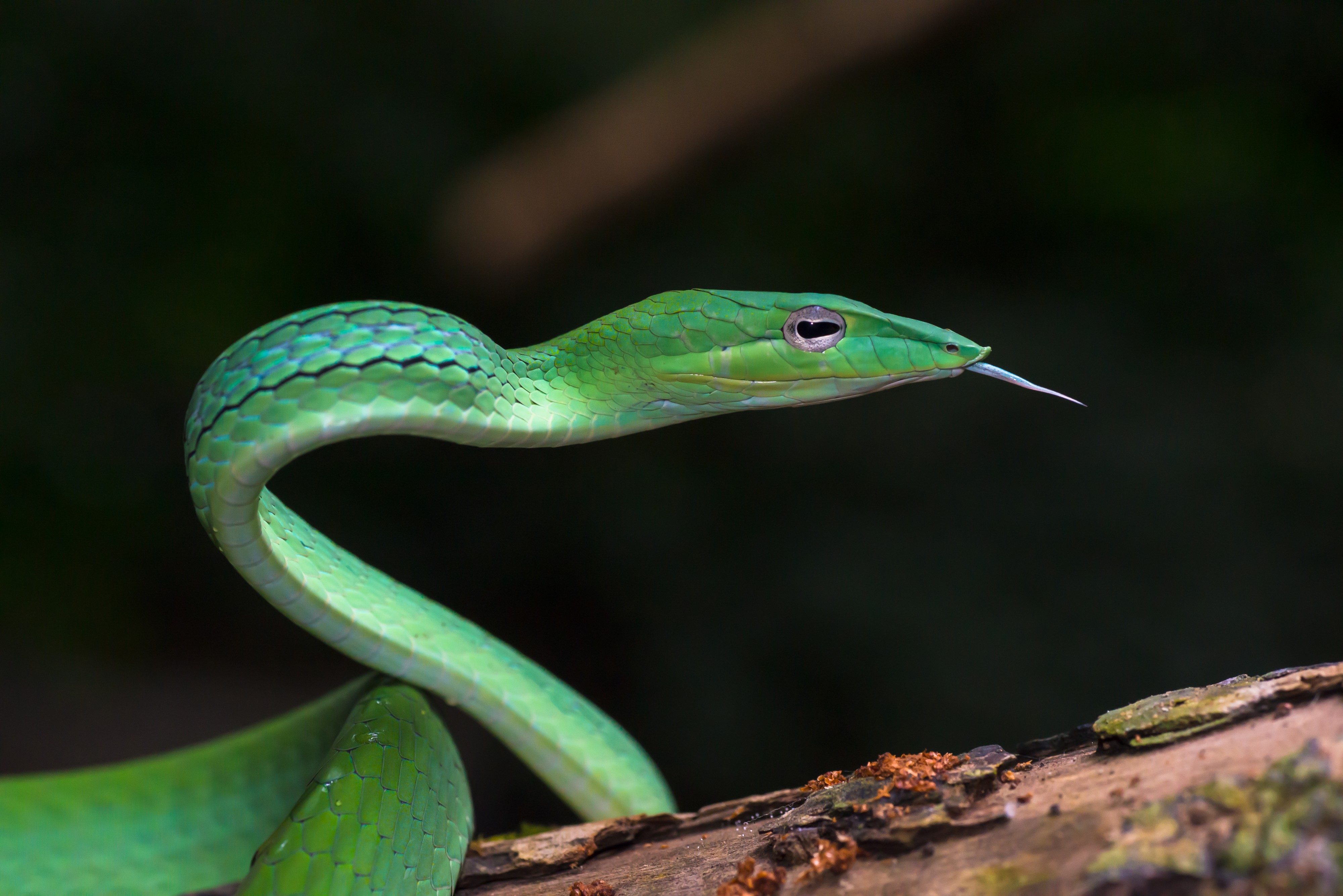 Ahaetulla prasina, oriental whipsnake - Kaeng Krachan National Park