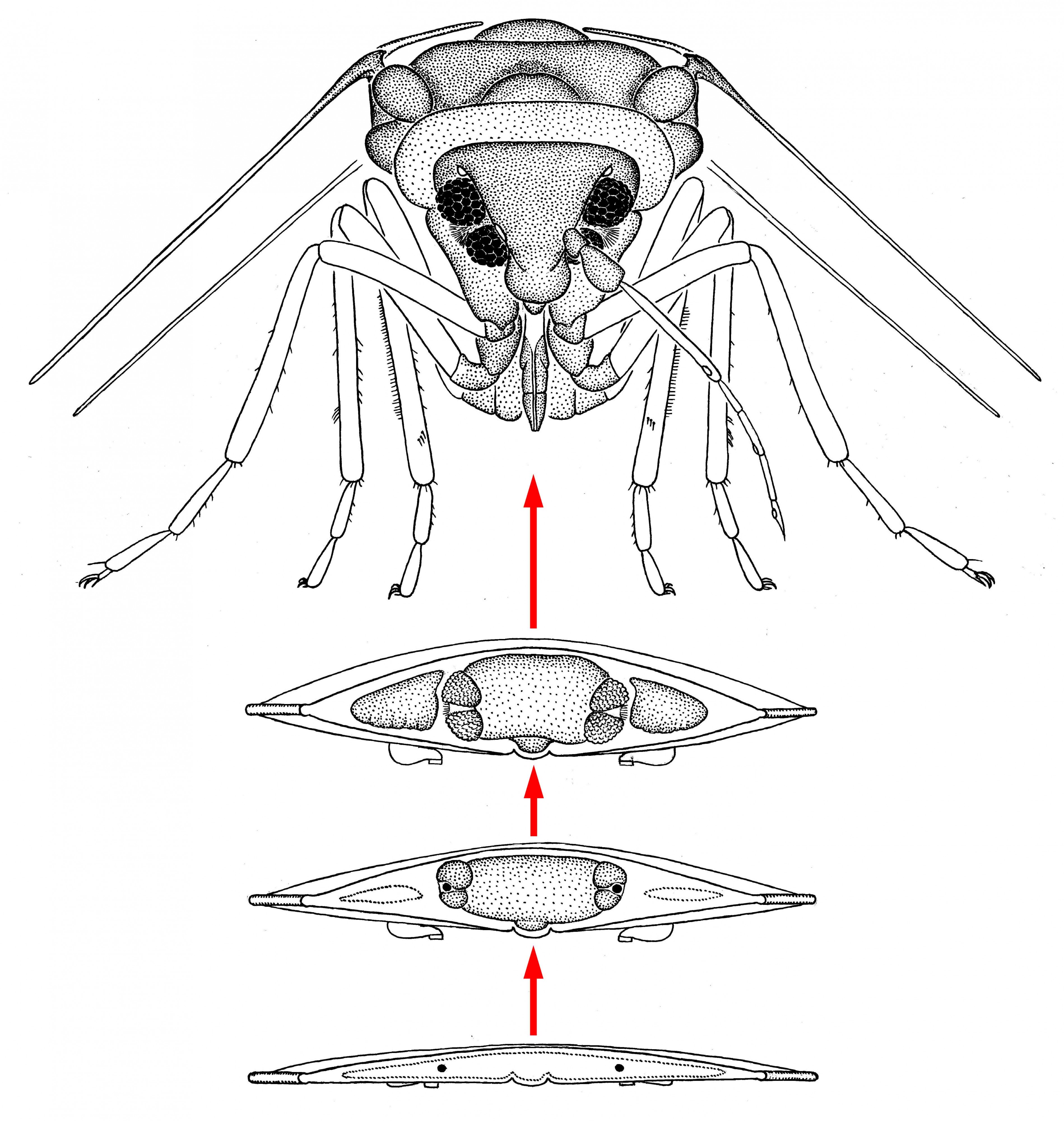 Aleyrodes-larva-limago-front
