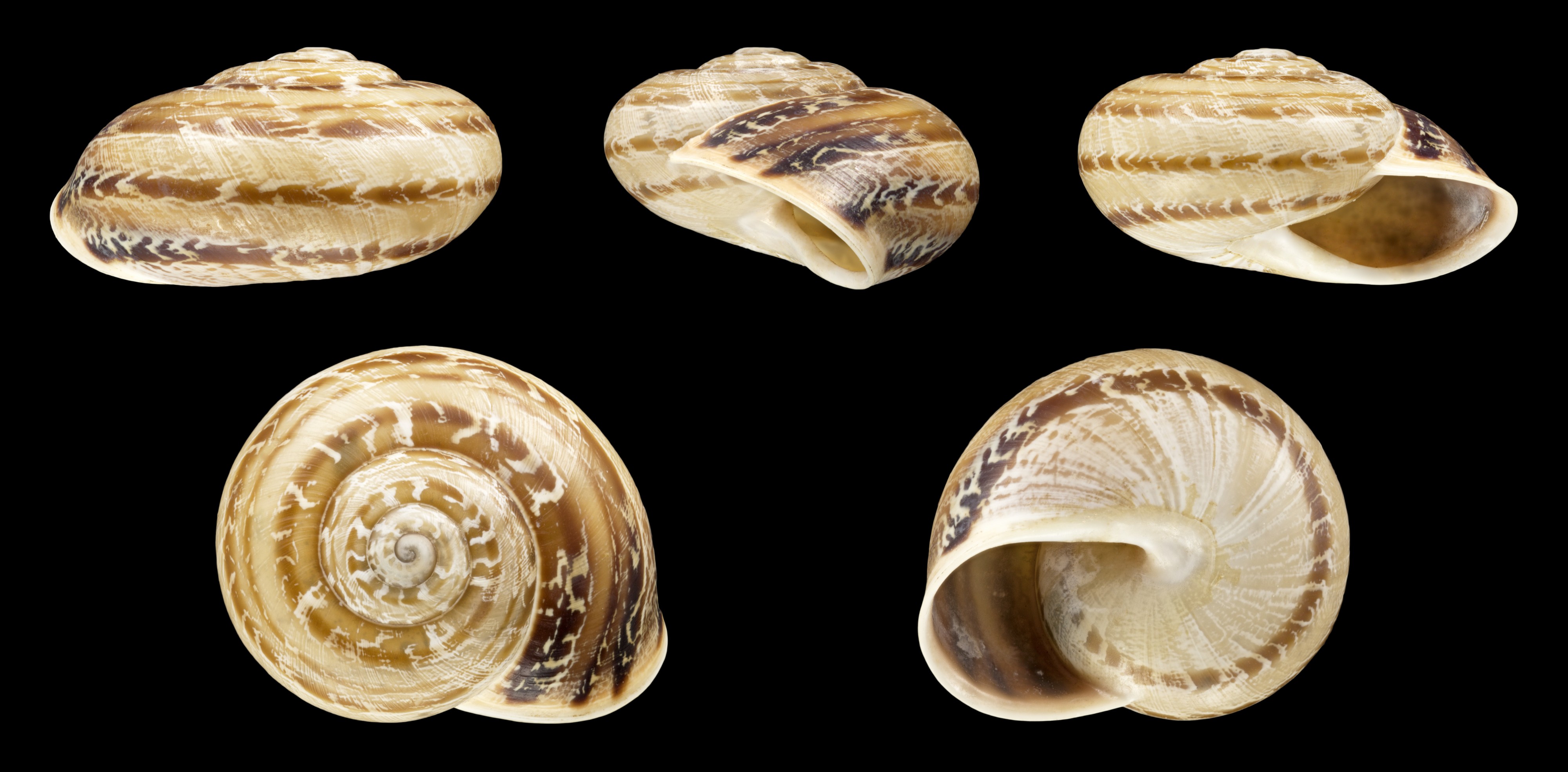 Allognathus hispanicus 01