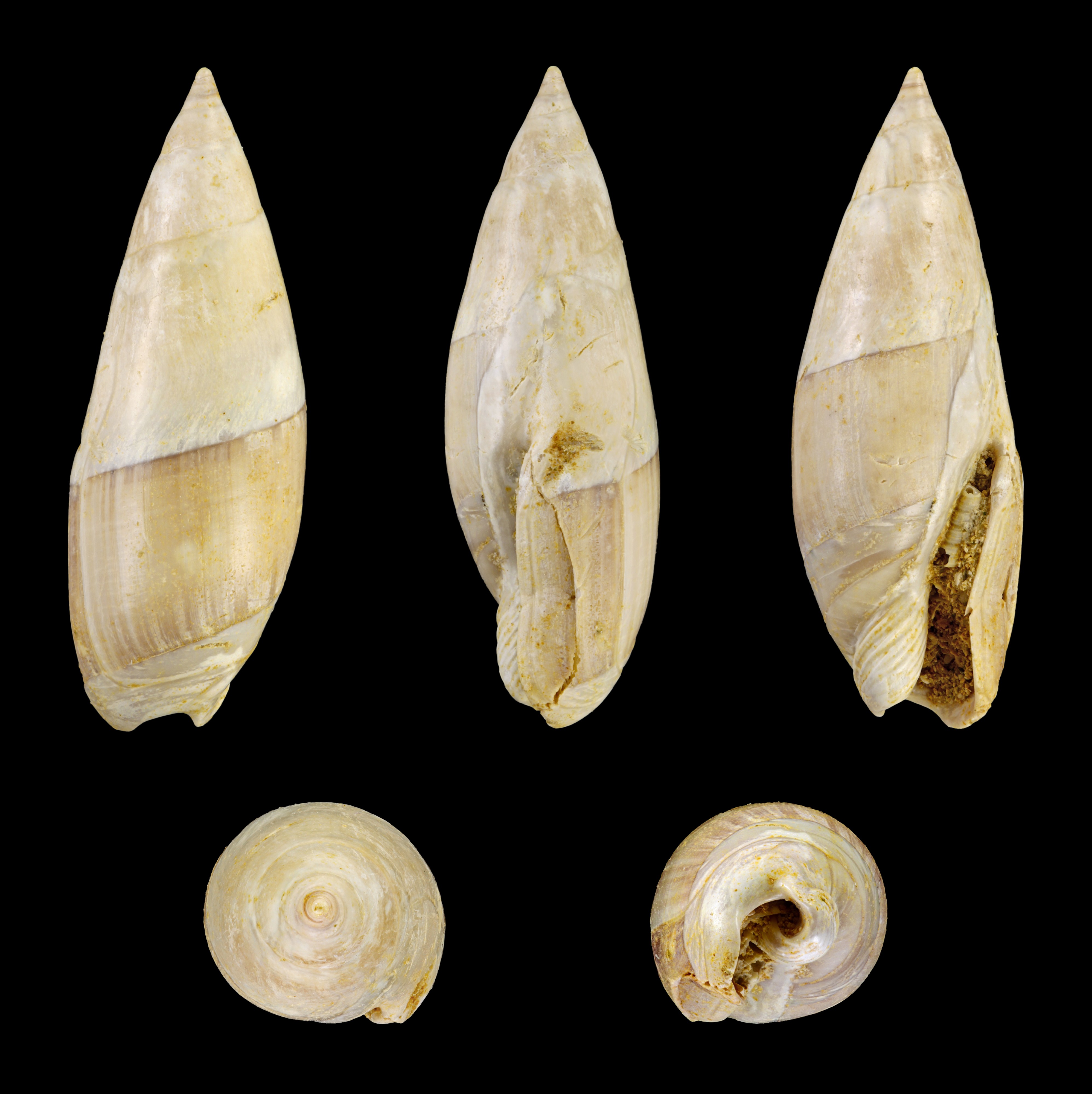 Amalda buccinoides 01