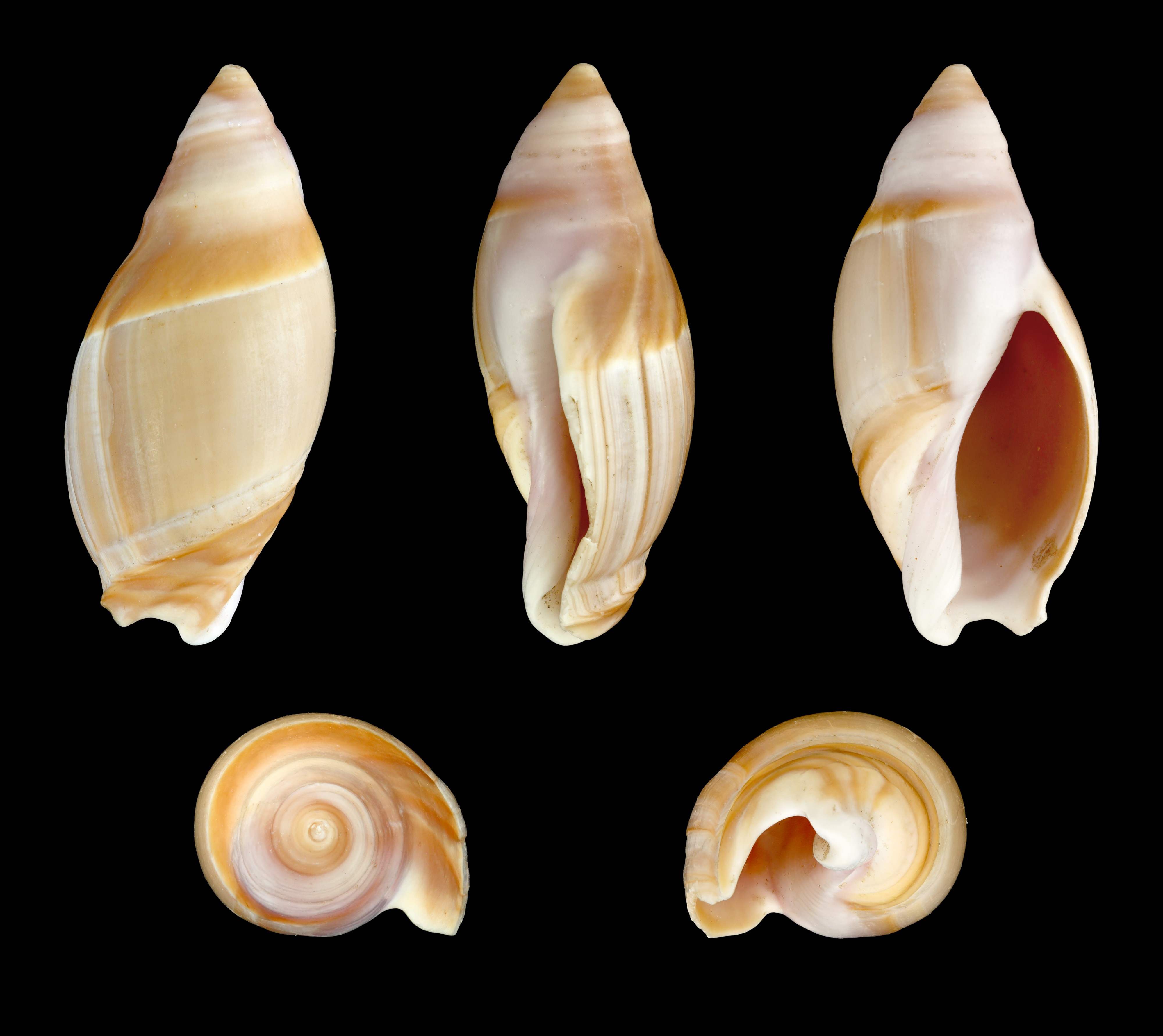 Amalda mamillata 01