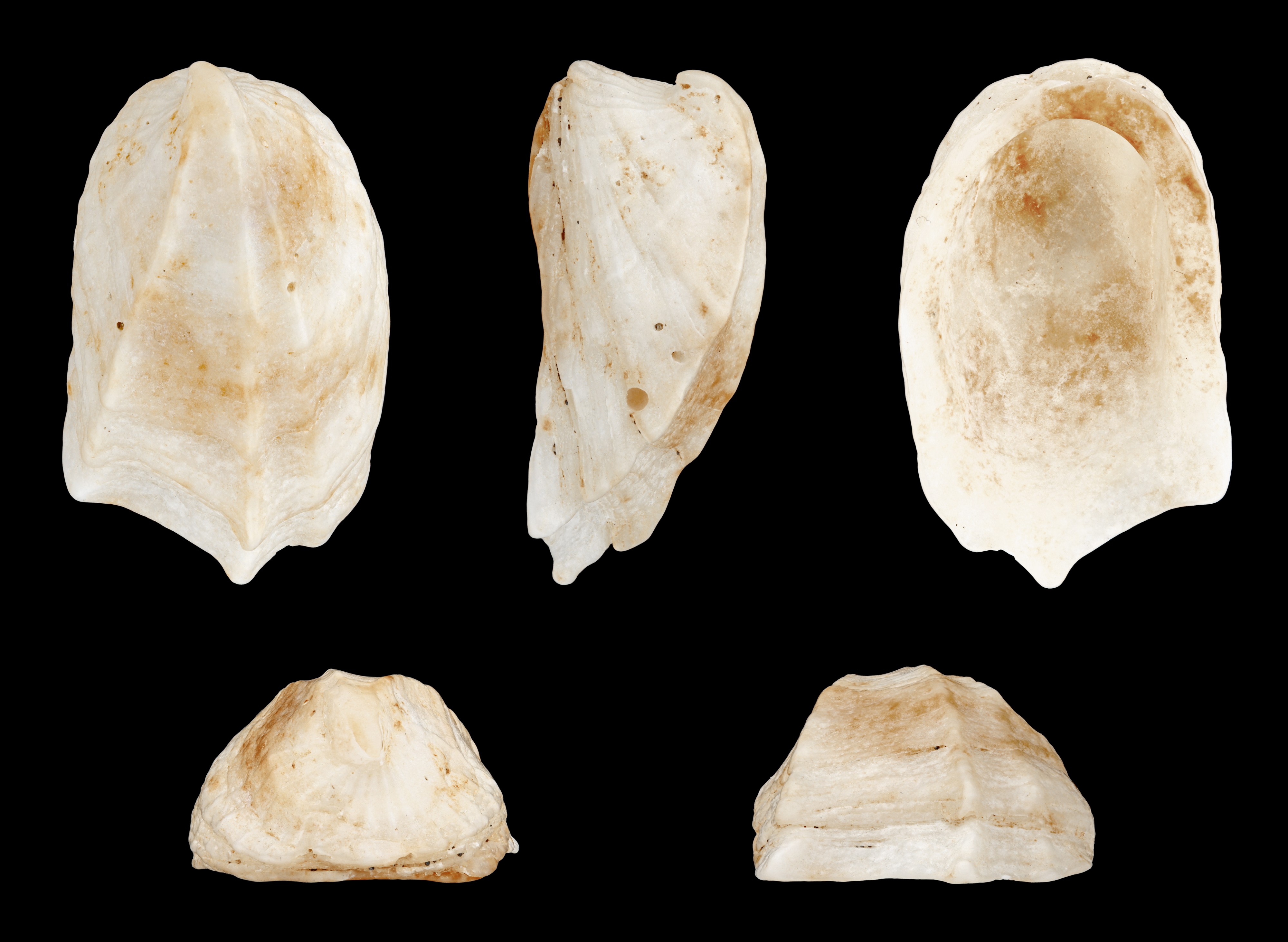 Amathina tricarinata 01