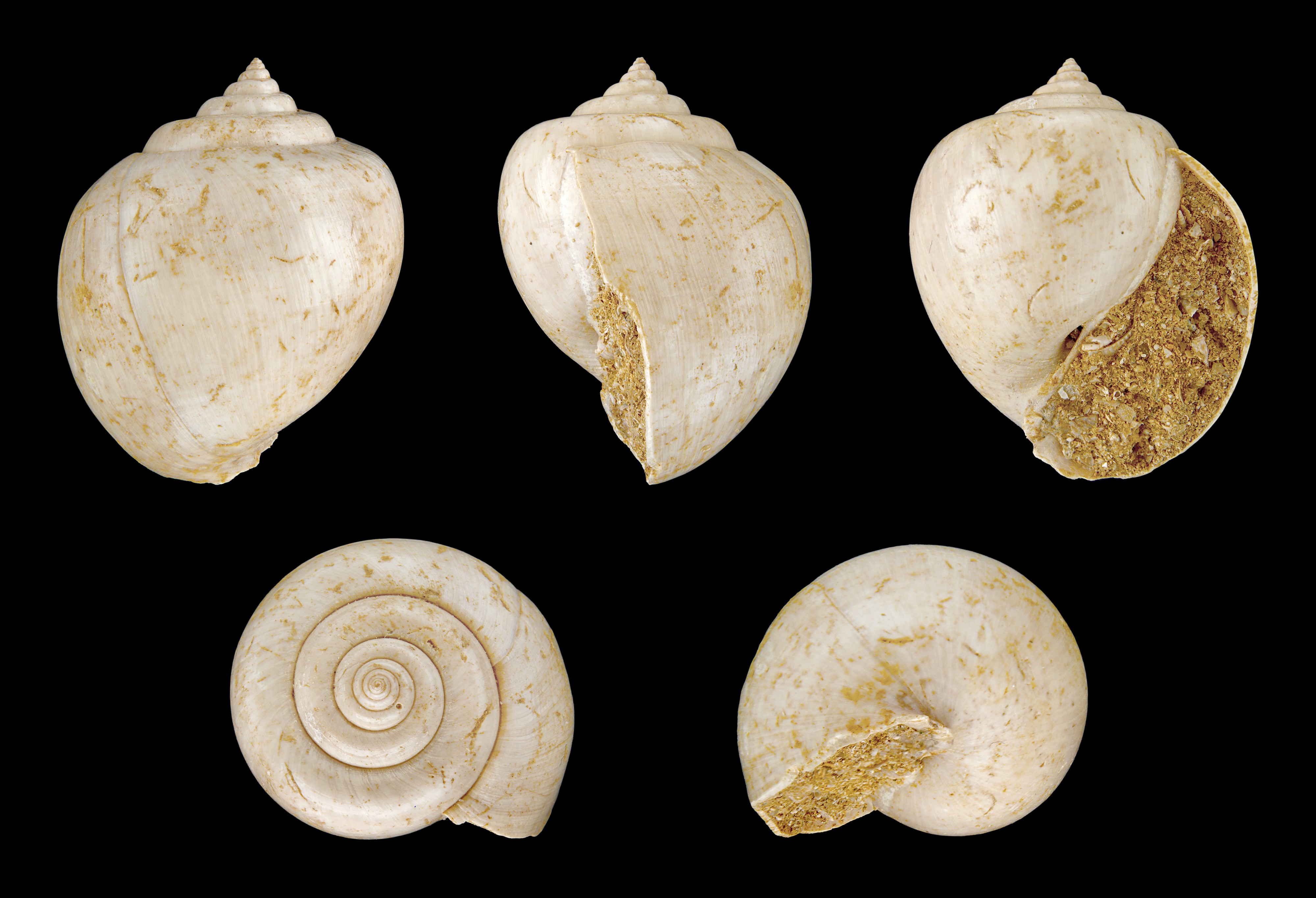 Amaurellina acuta 01