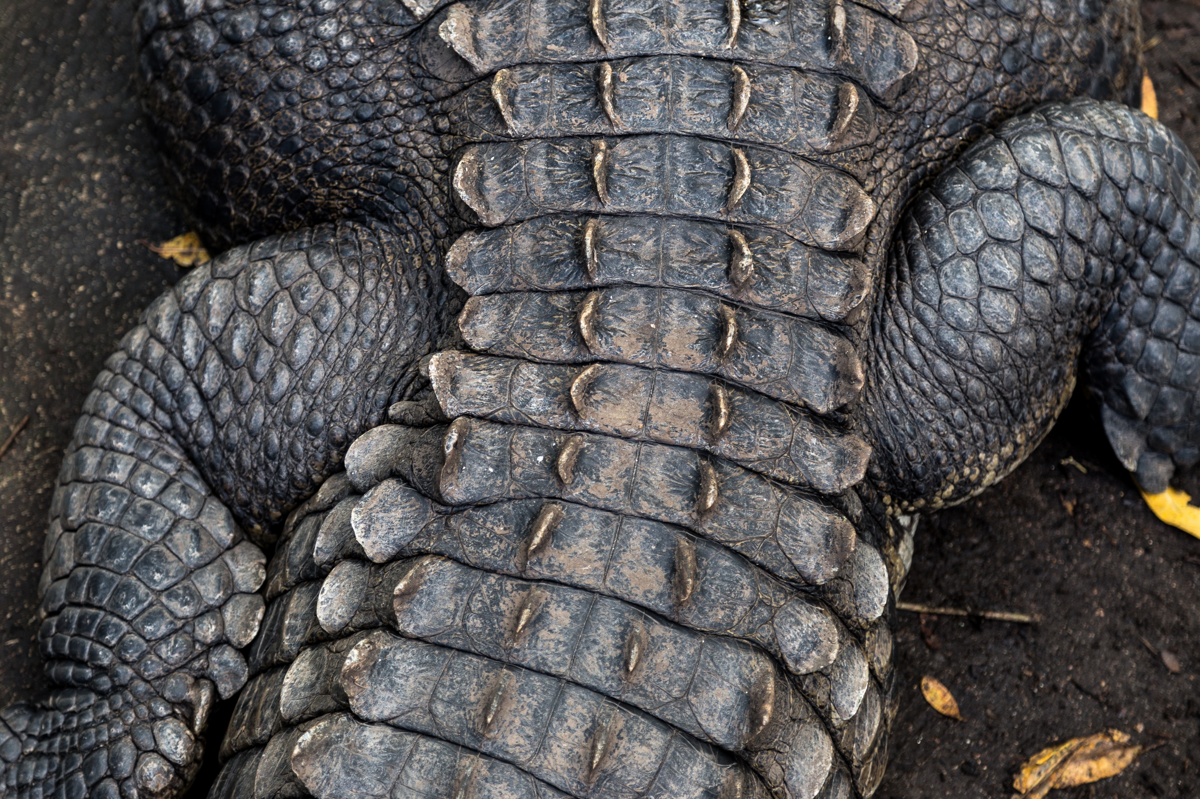 American crocodile close up