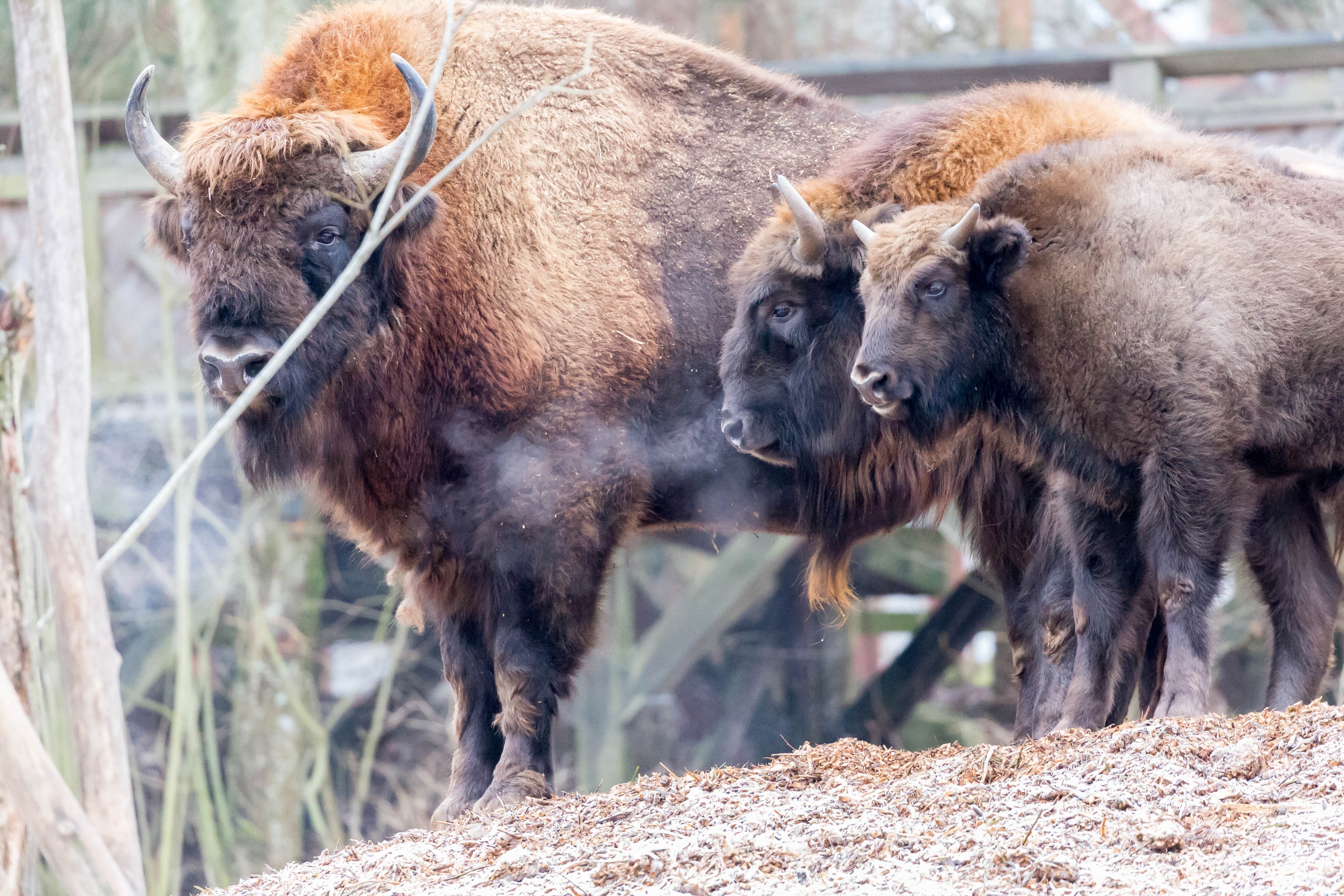 Amerikanische Bisons (31686132313)