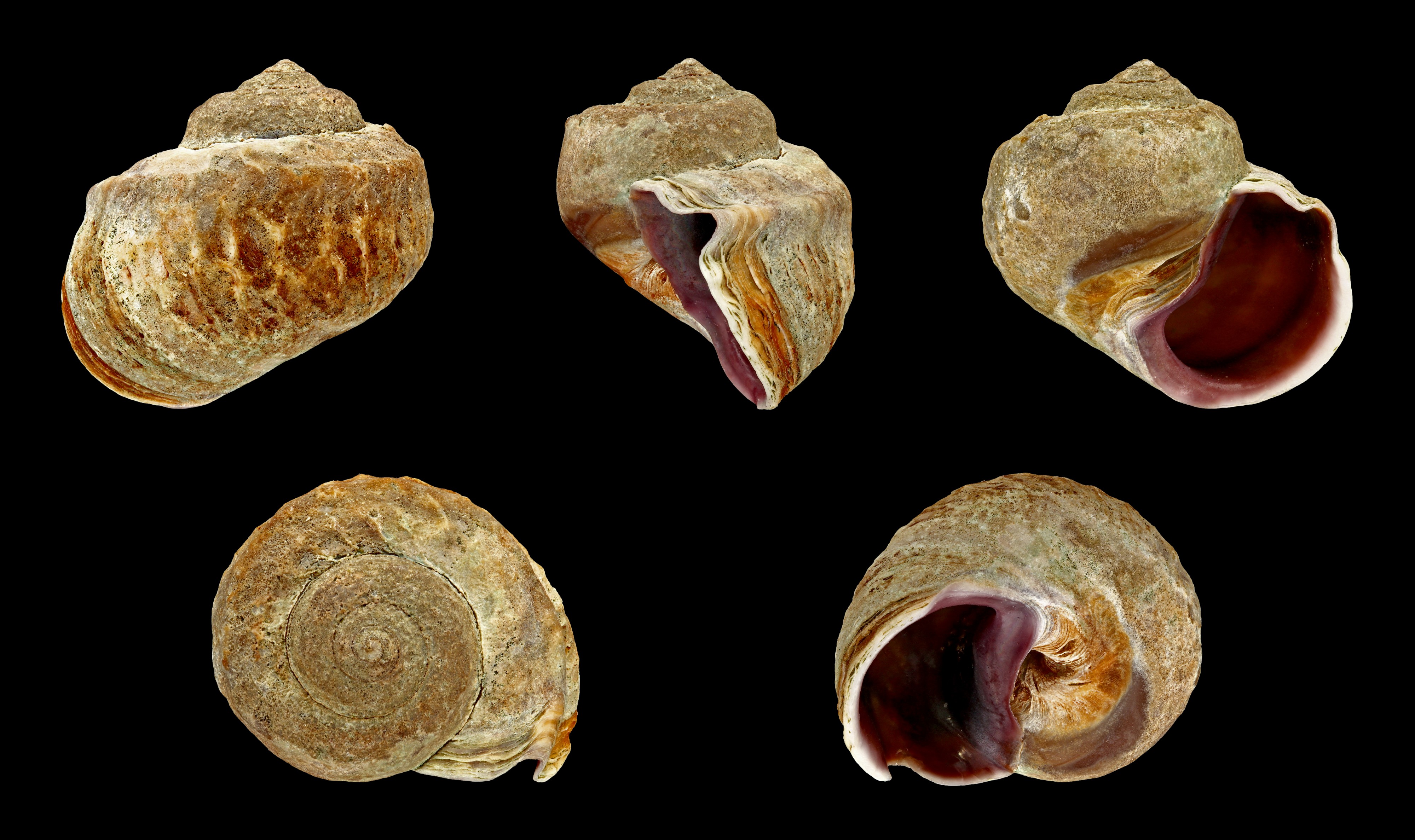 Amphibola crenata 01