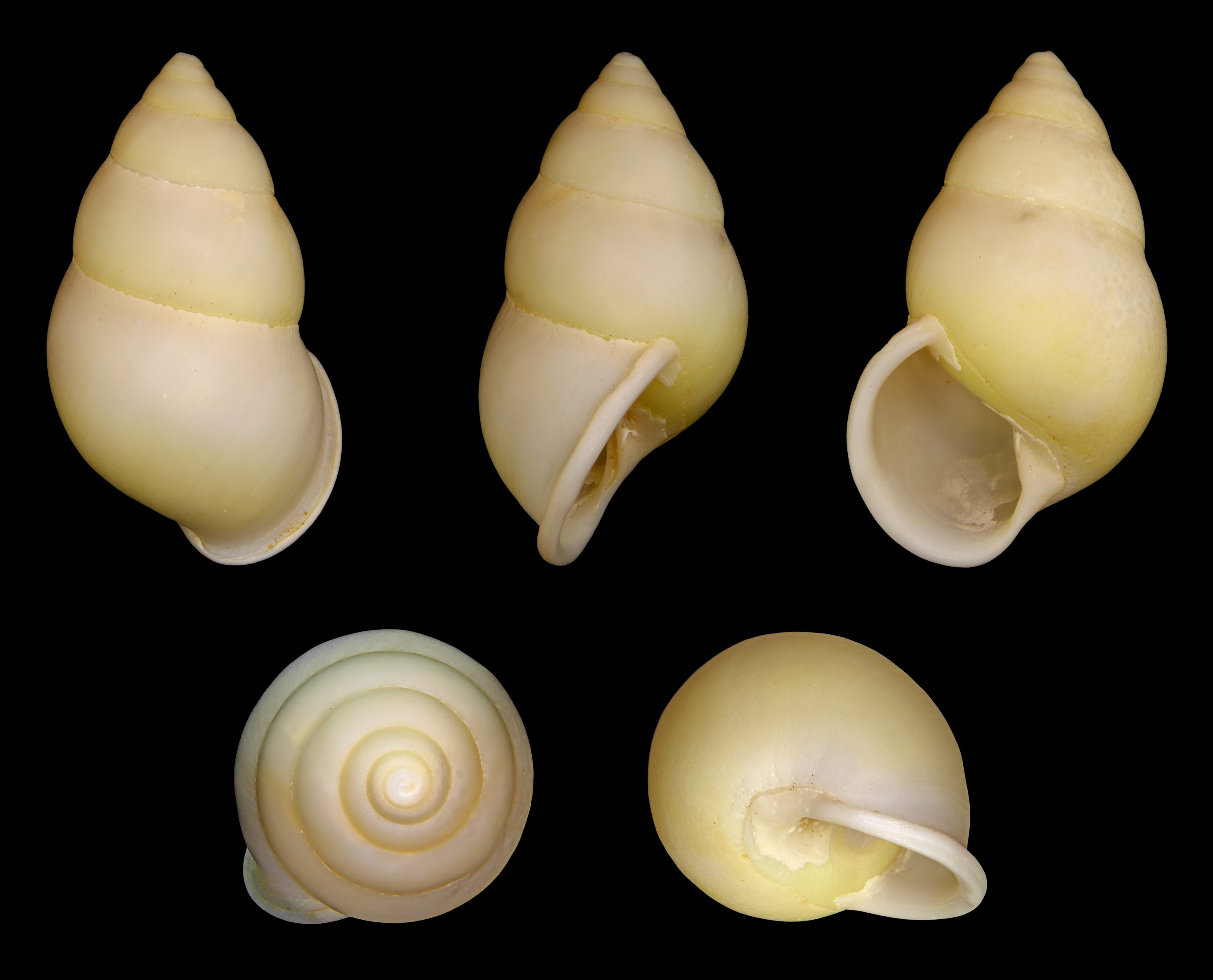 Amphidromus atricallosus leucoxanthus 01
