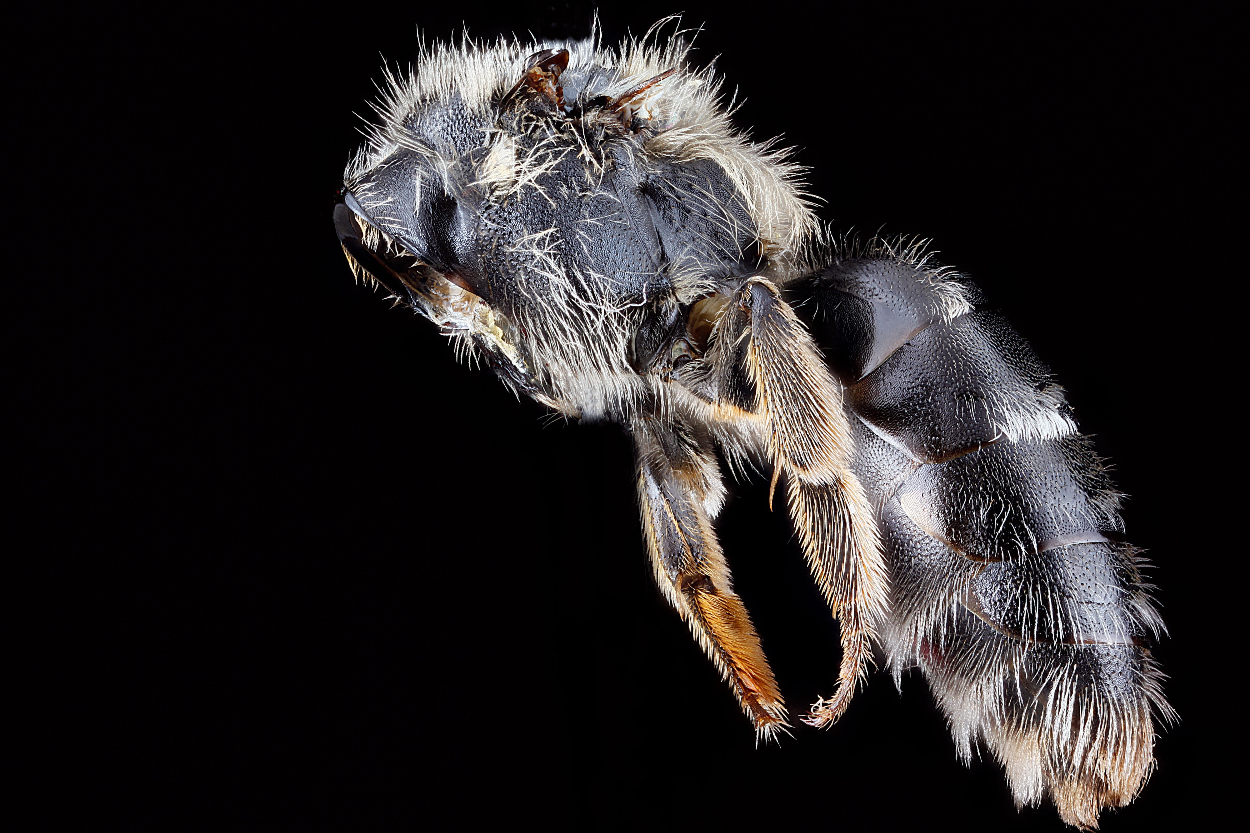 Andrena-cresonii,-female,-pronotal-collar,-side 2012-07-19-16.27.59-ZS-PMax (7632272694)