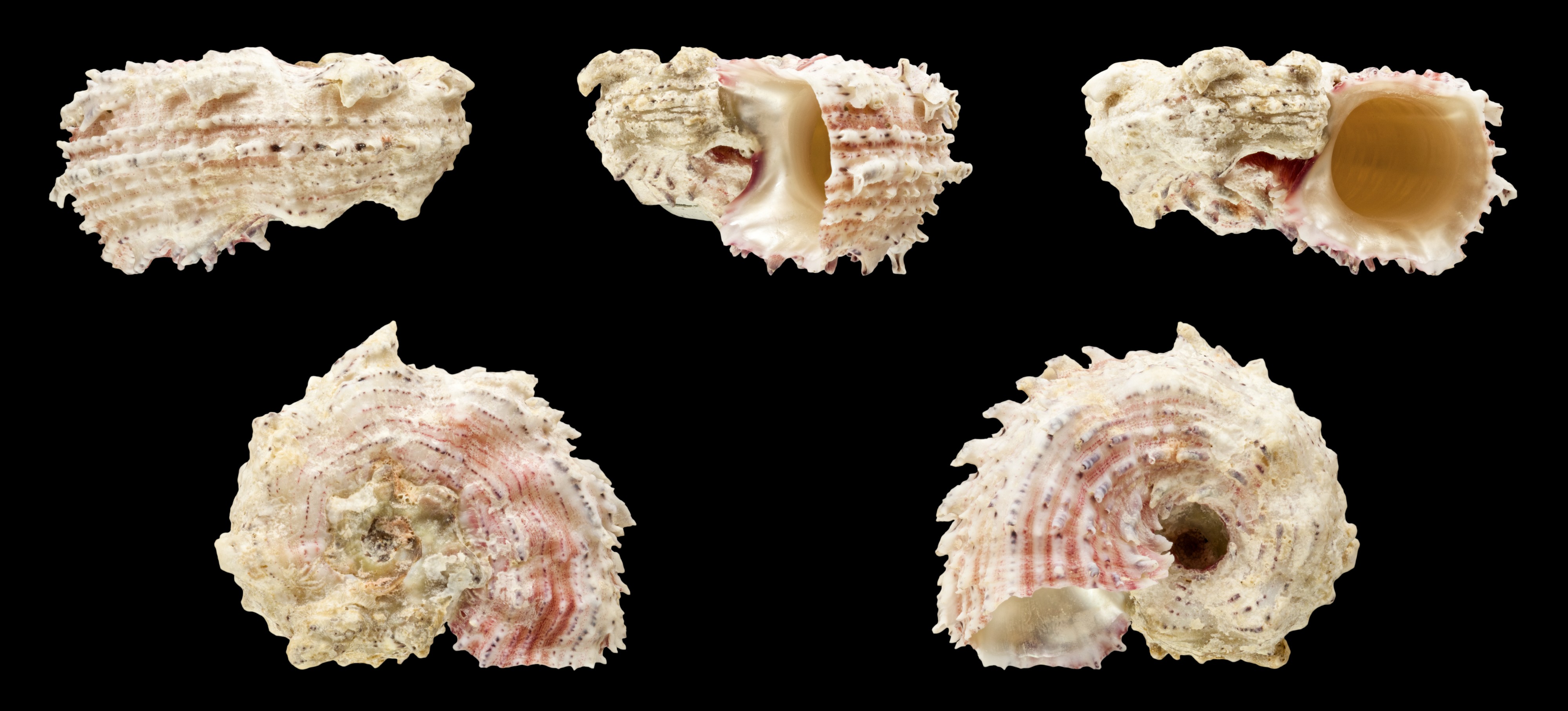 Angaria nodosa 01