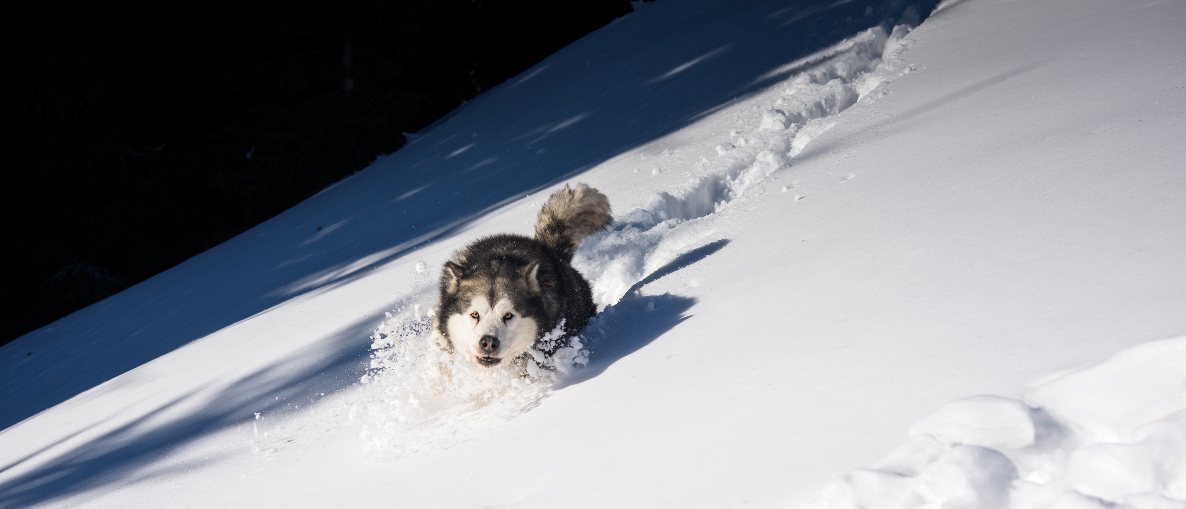 Animal Photography Cold Freezing Frost-349625
