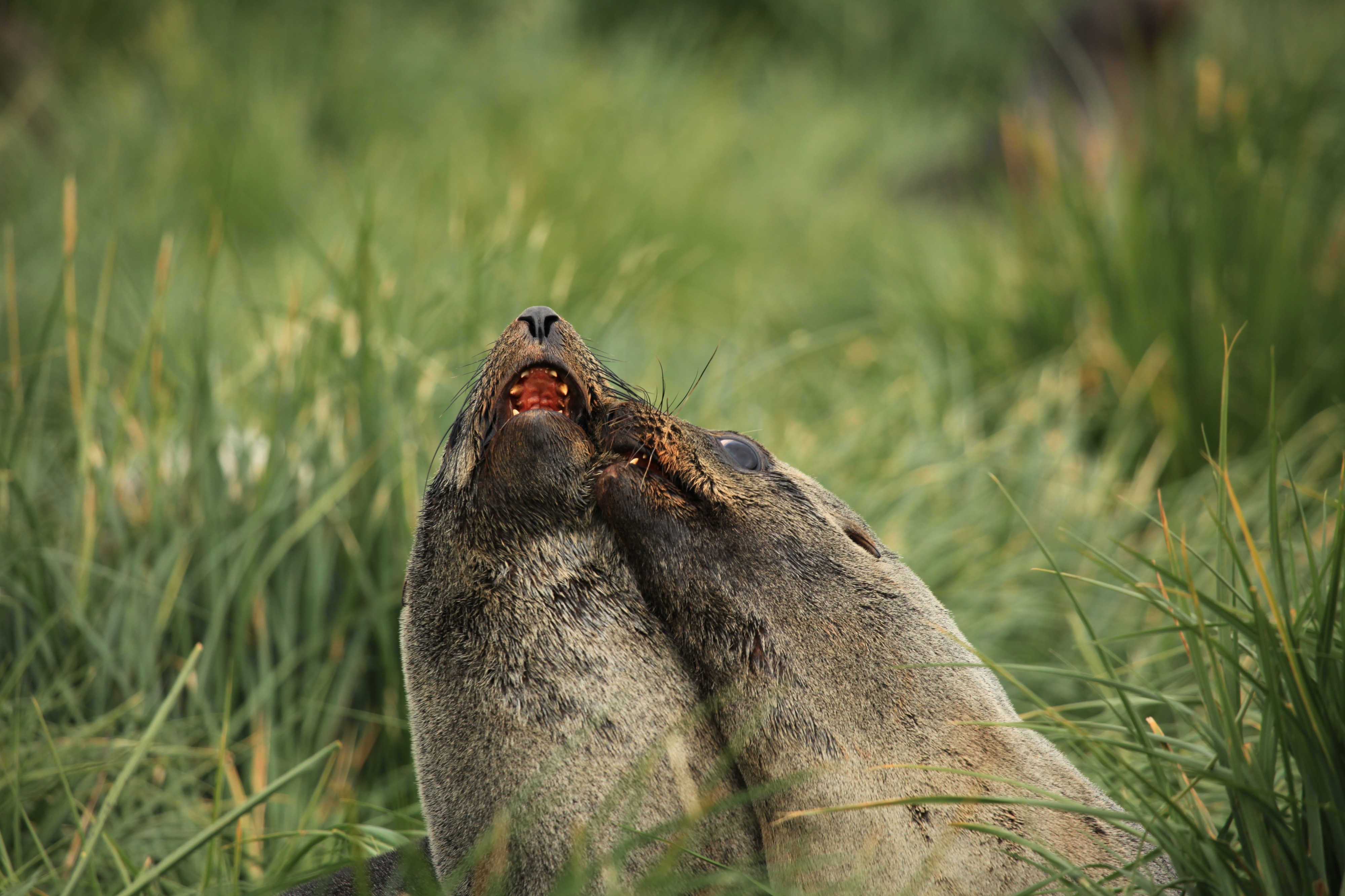Antarctic Fur Seals playing in Tussock Grass (5751011225)