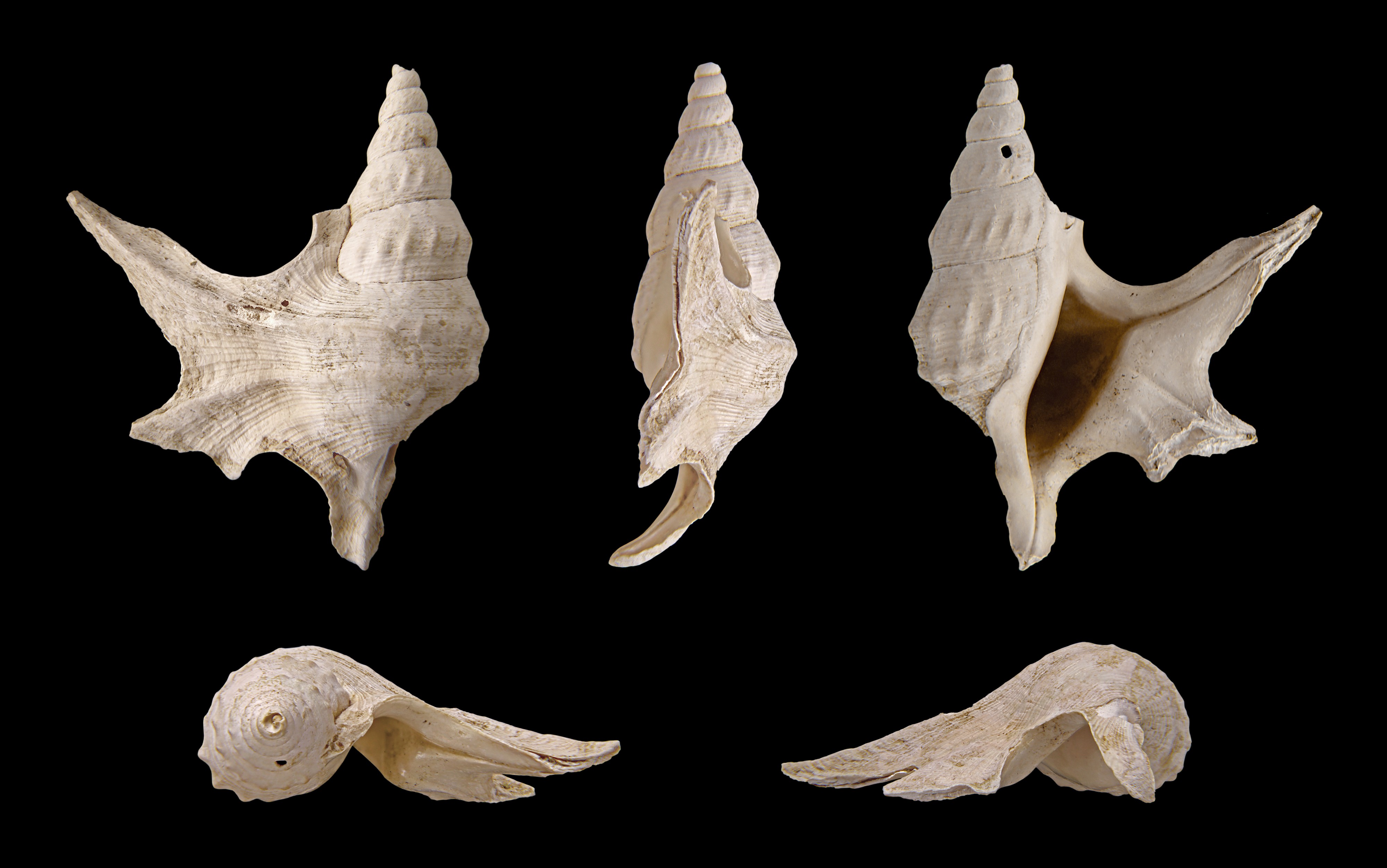 Aporrhais scaldensis 01