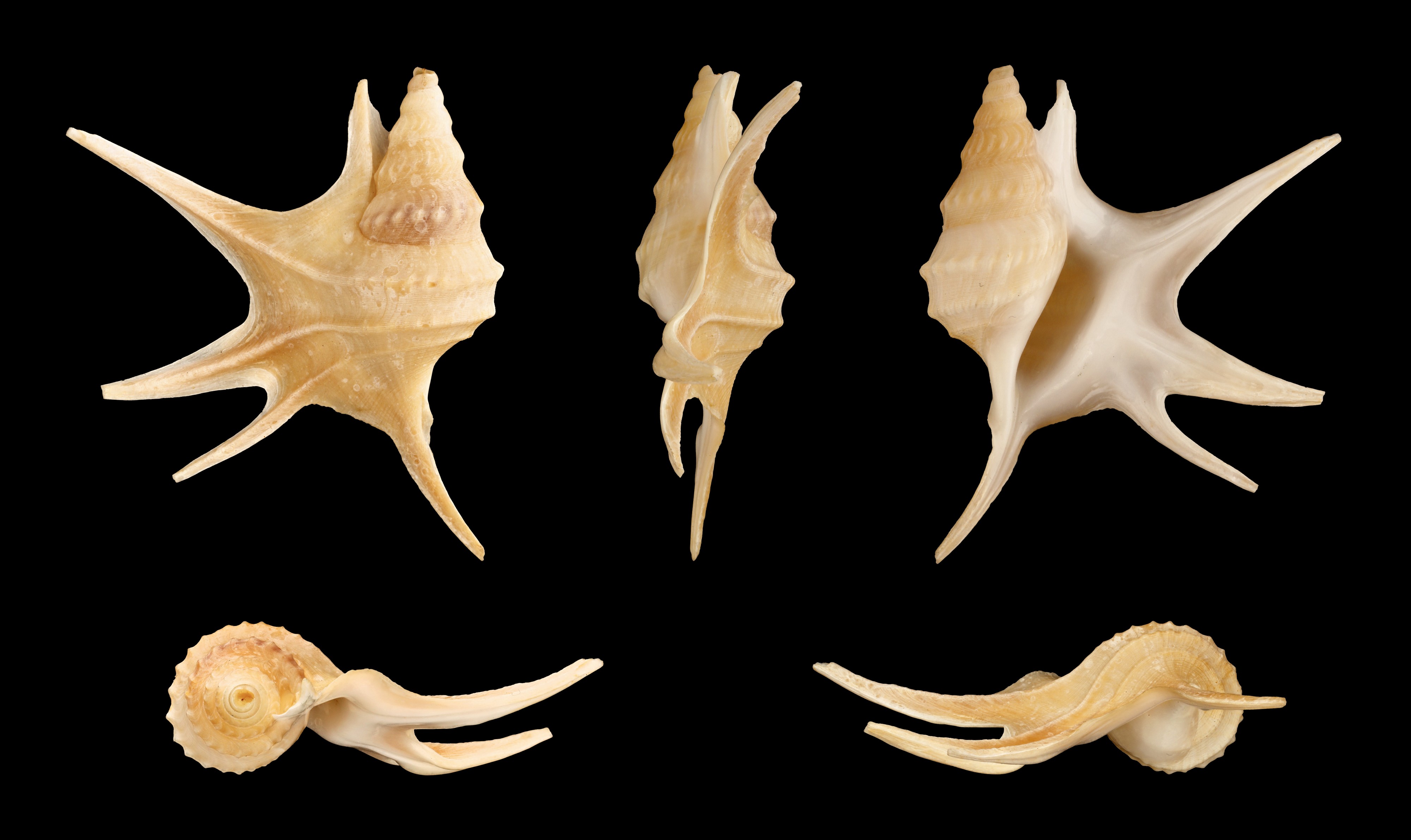 Aporrhais serresianus 01