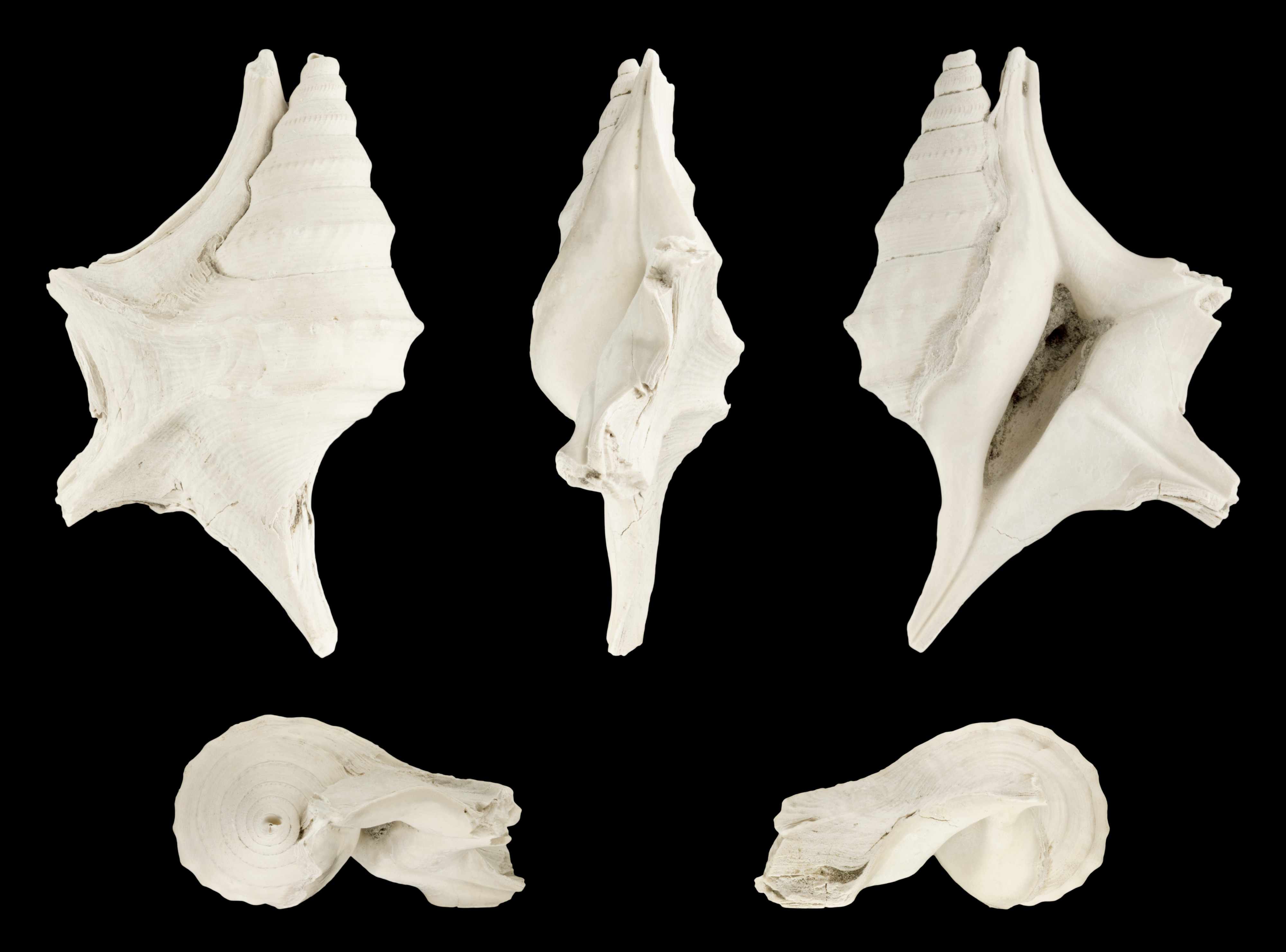 Aporrhais uttingeriana 01