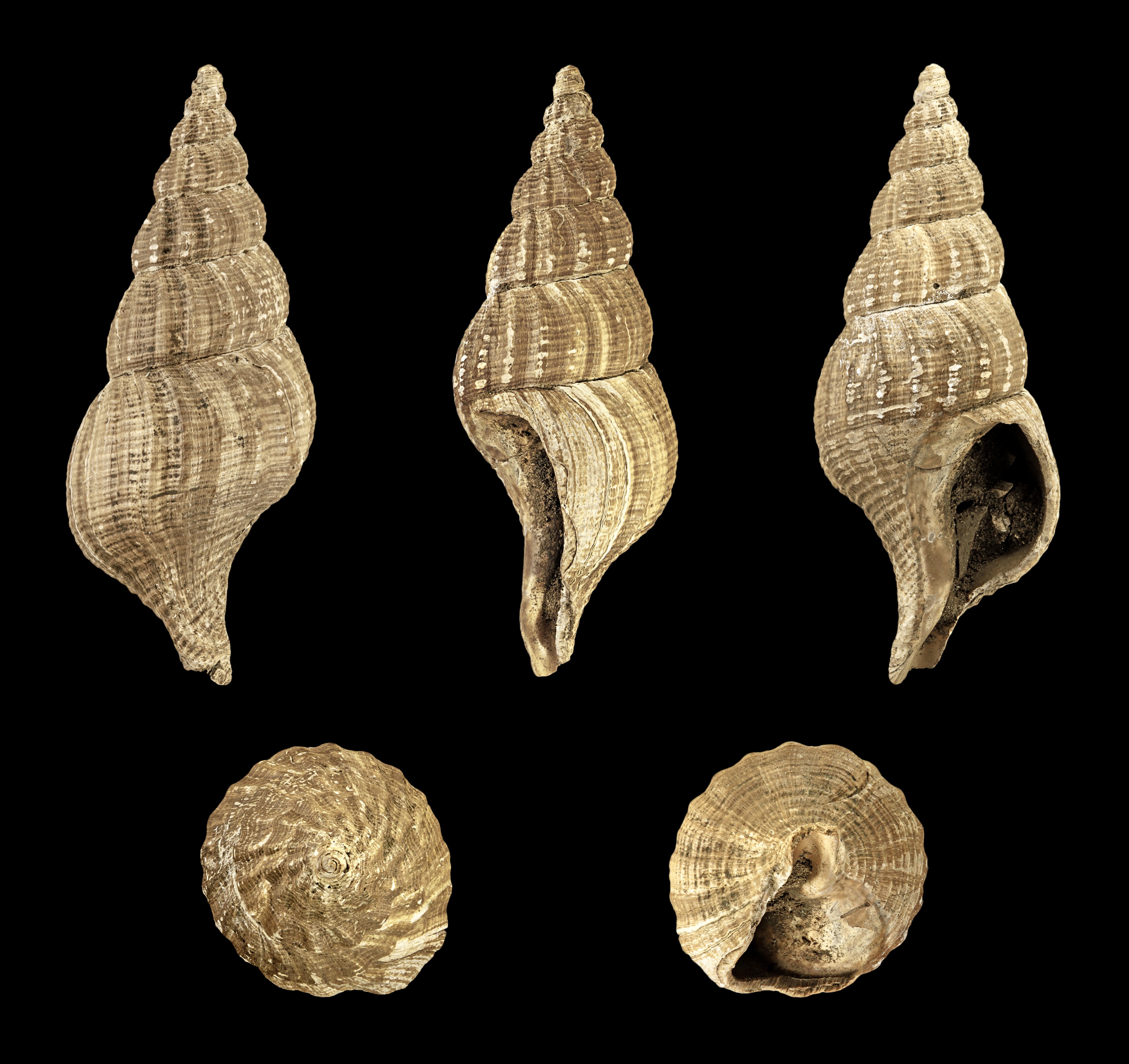 Aquilofusus luneburgensis 01