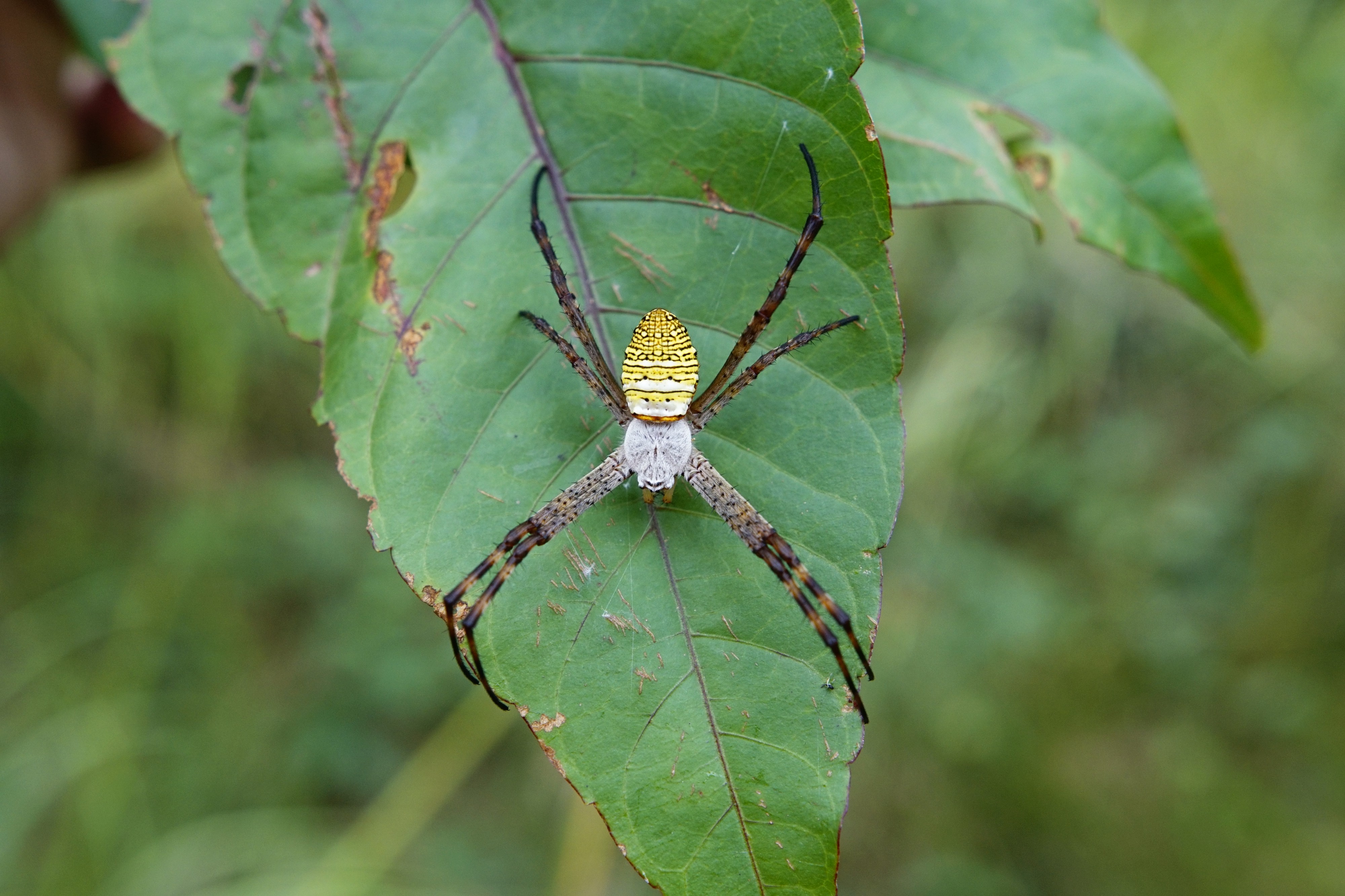 Argiope aemula 5688