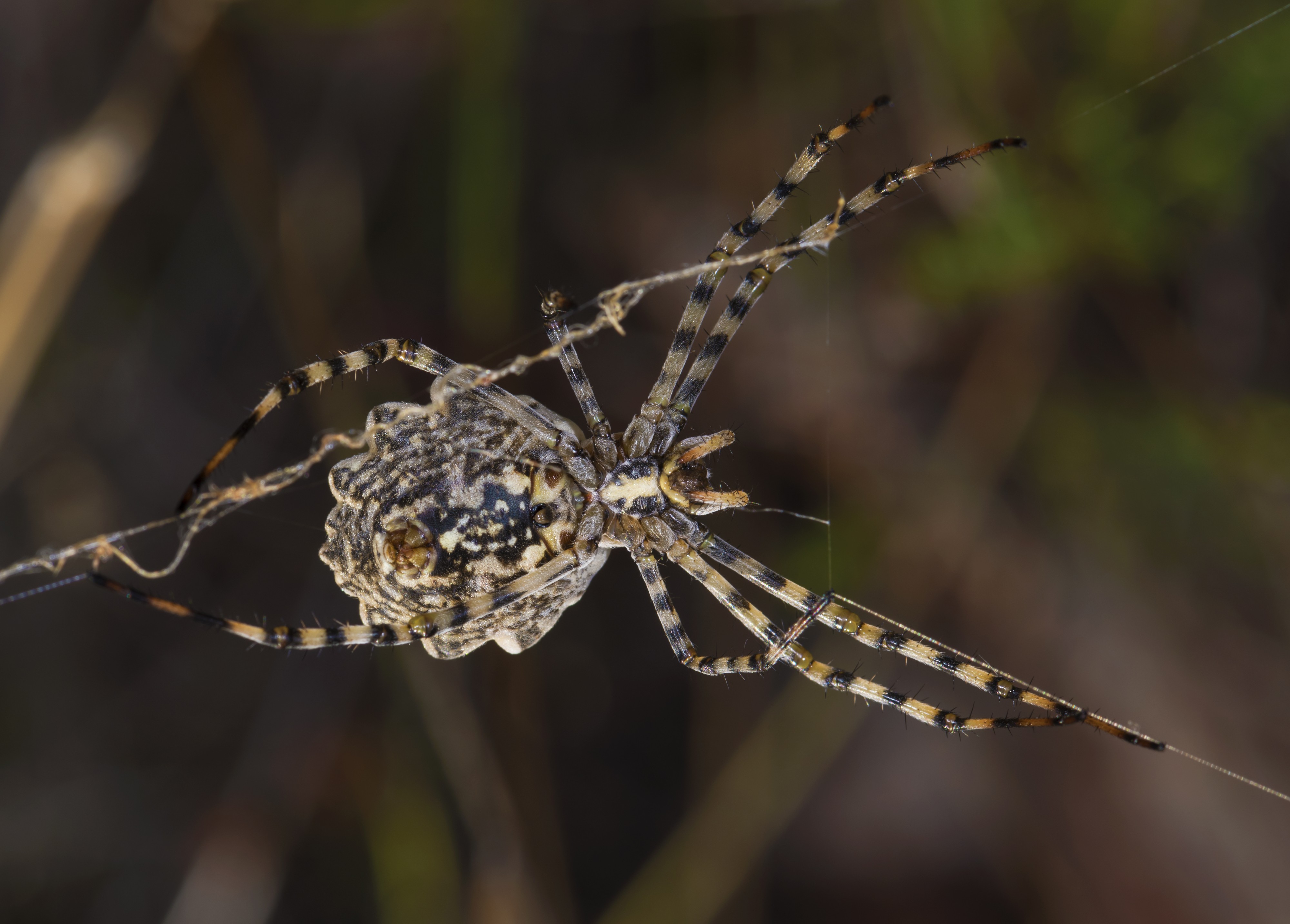Argiope lobata, female. Villeveyrac 01