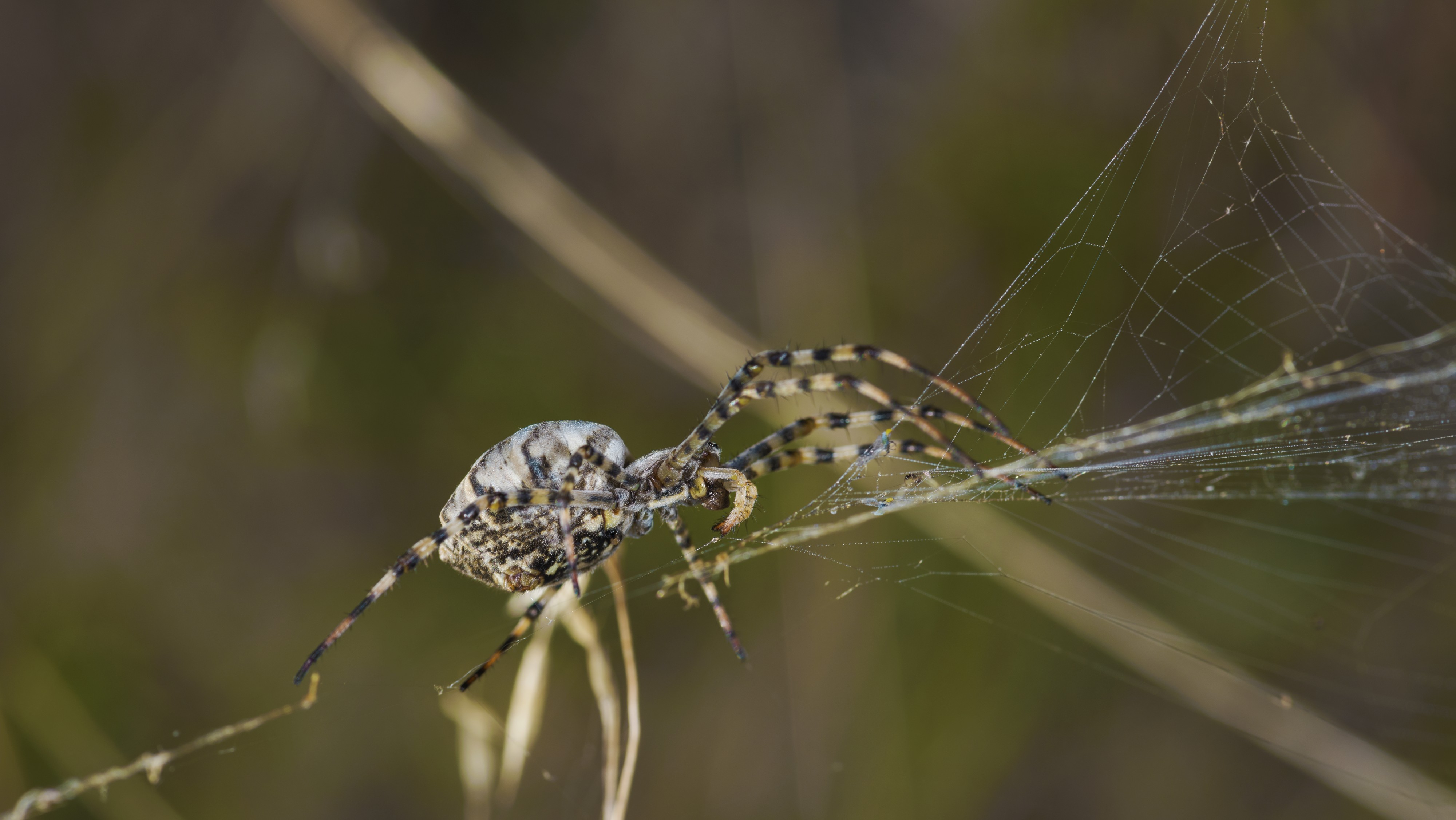 Argiope lobata, female. Villeveyrac 03