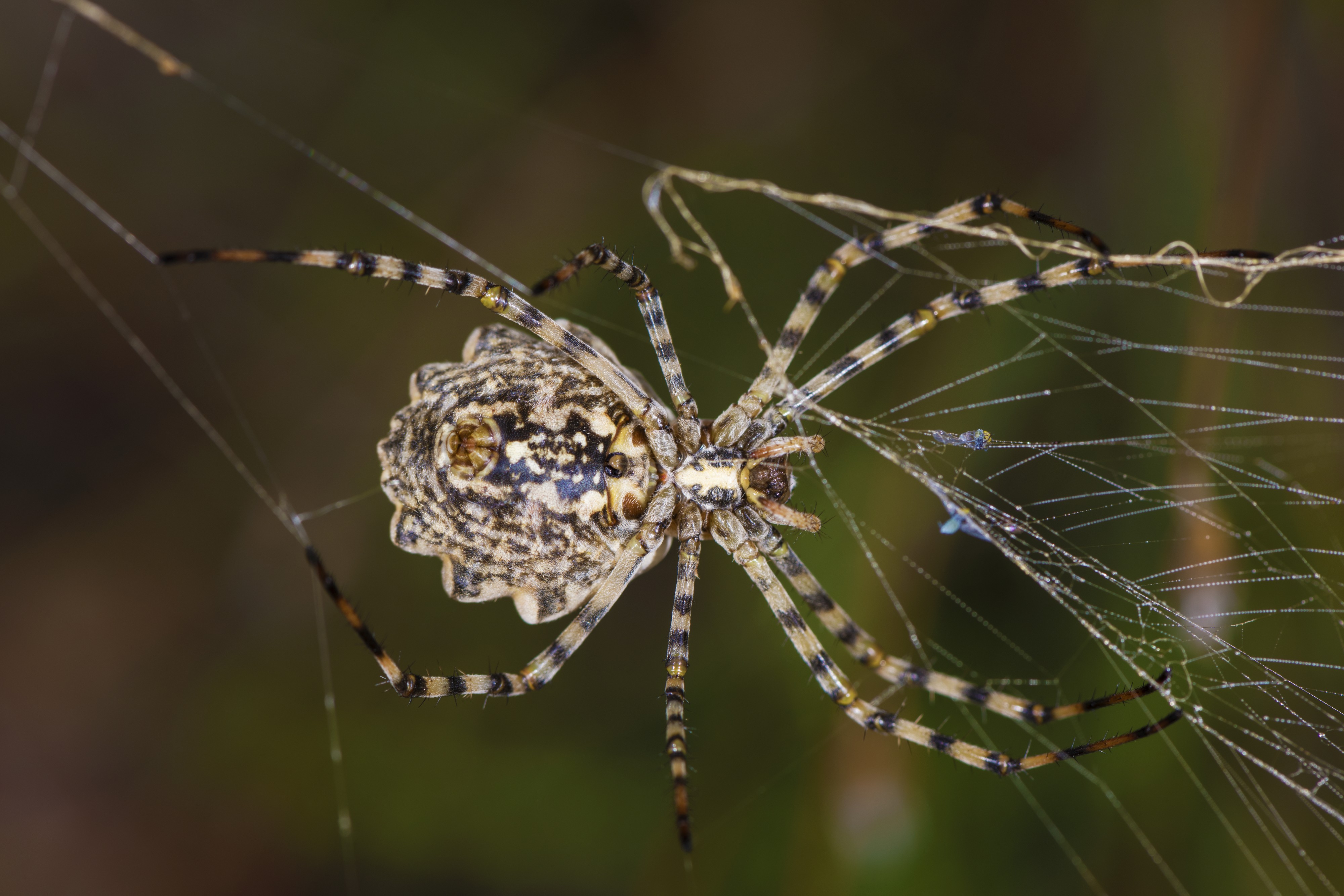 Argiope lobata, female. Villeveyrac 04