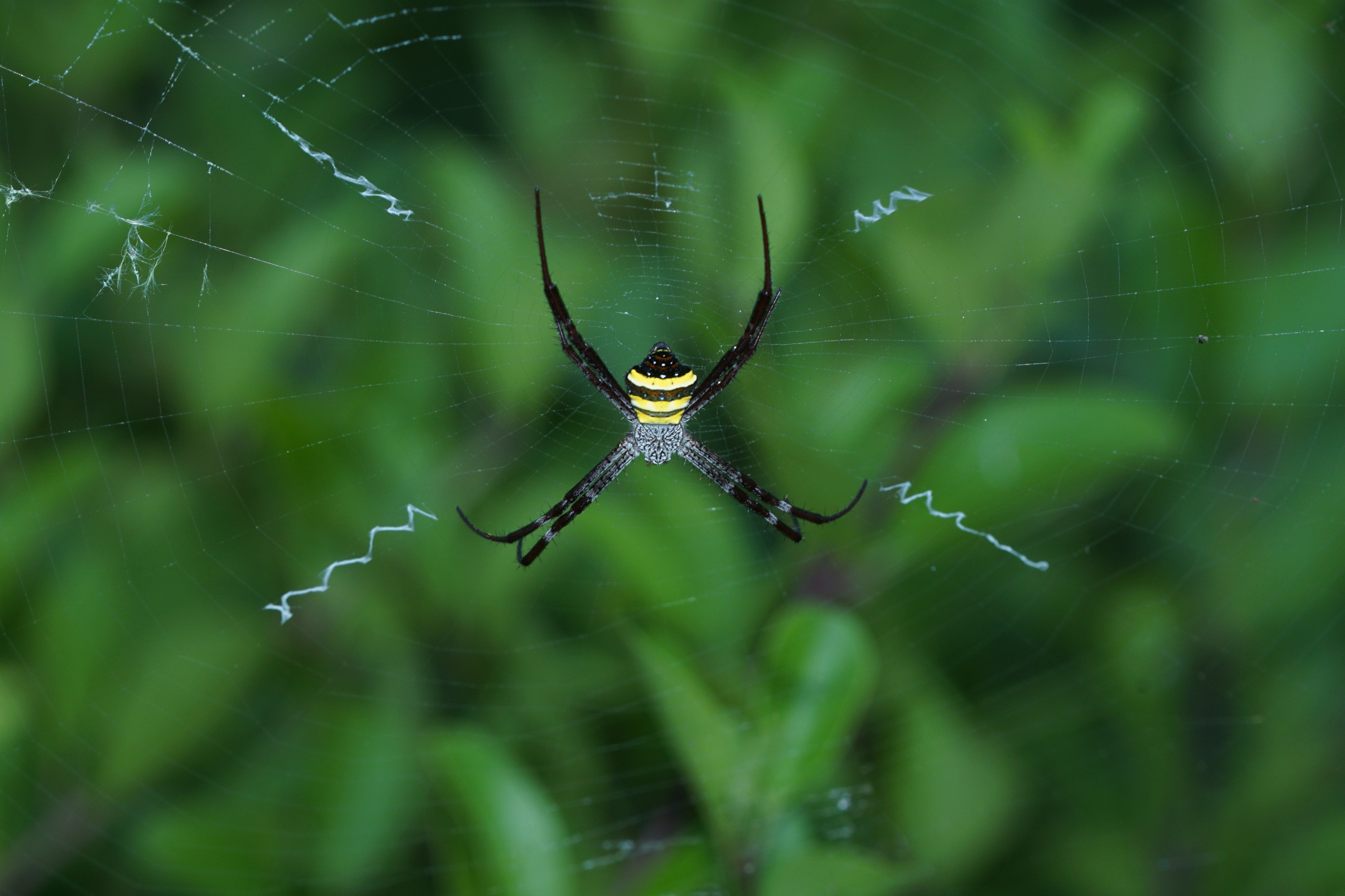Argiope pulchella 06254