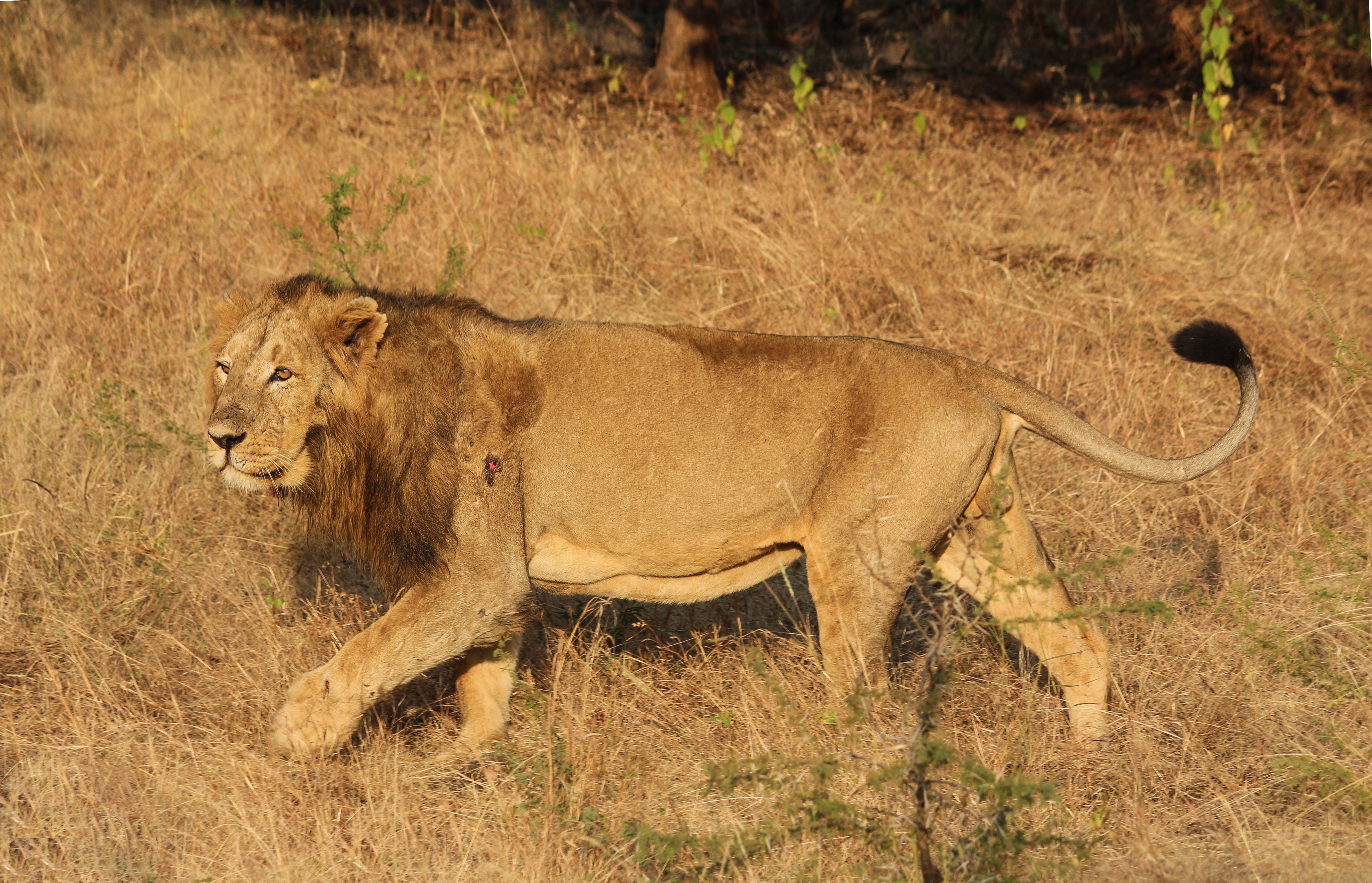 Asiatic lion 03