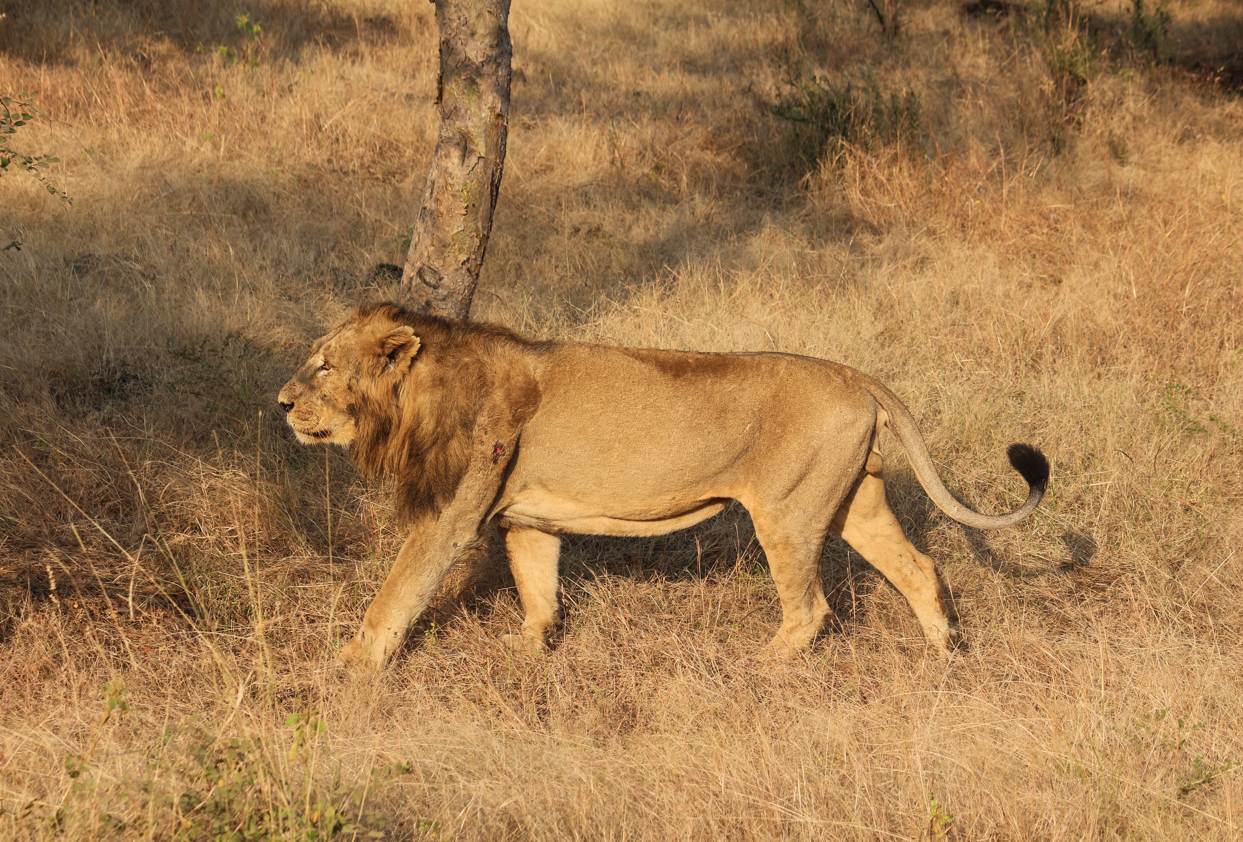 Asiatic lion 04